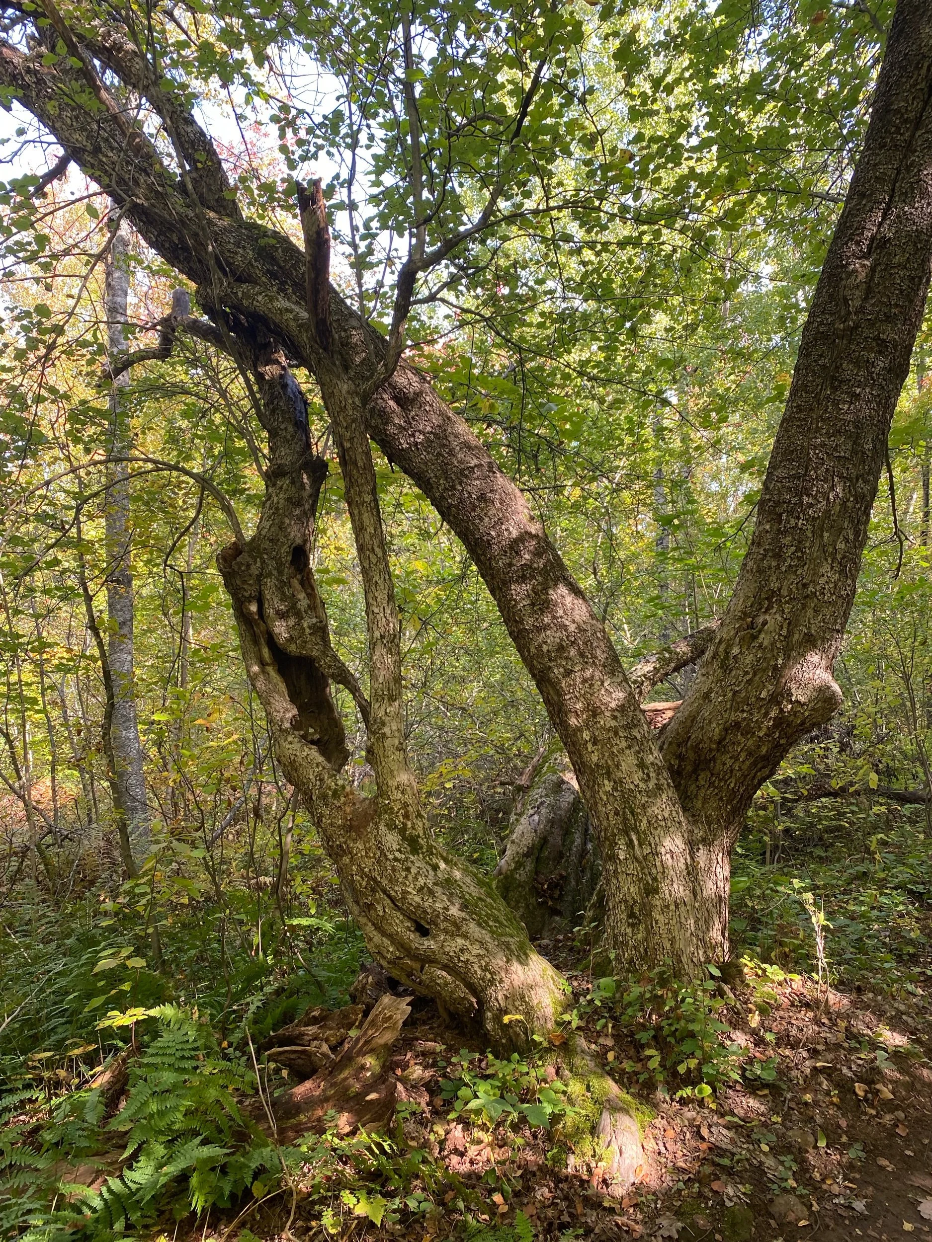 Today marks 20 year anniversary of my triplets’ birth