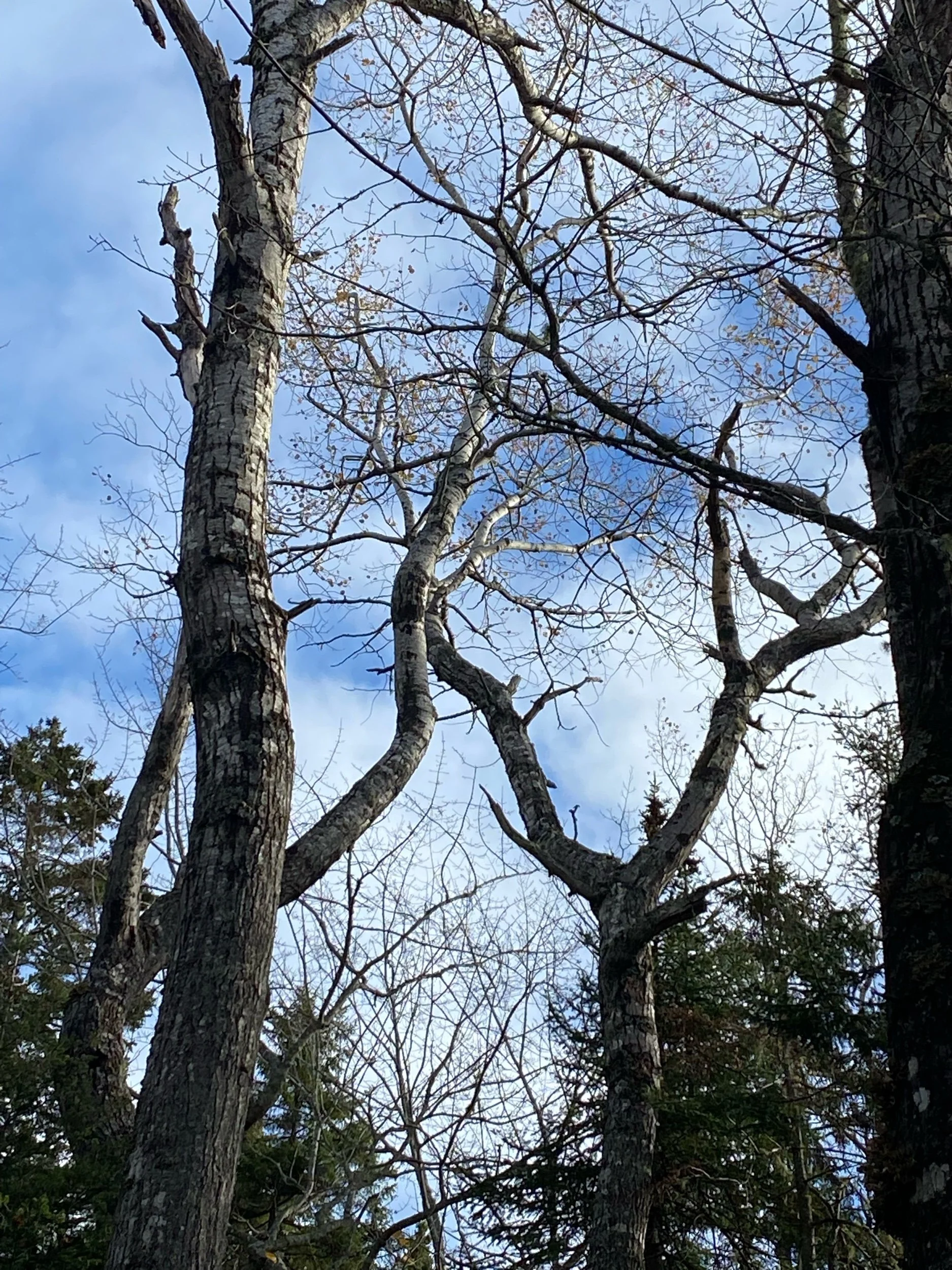 A demonstration of strength and vulnerability