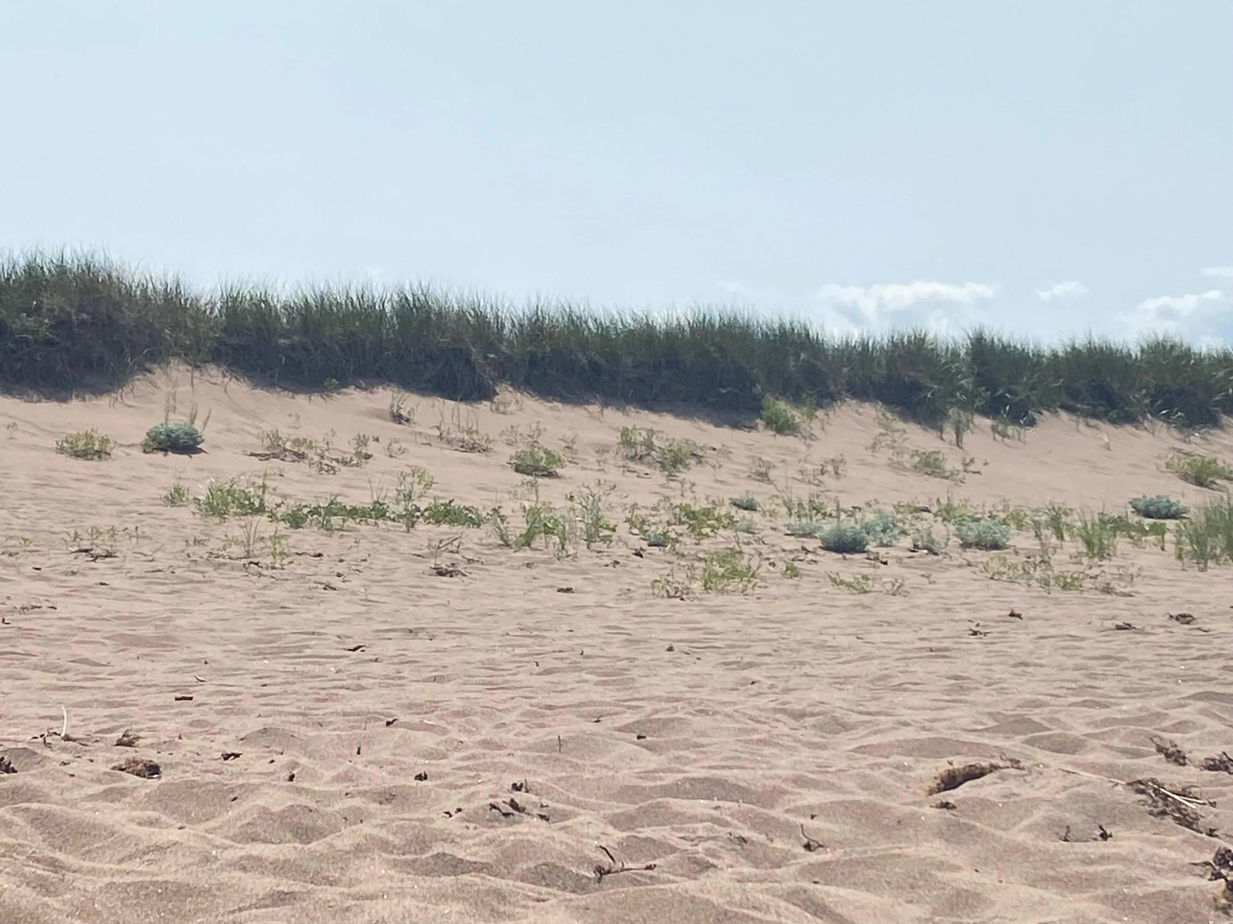 I’ve been an ostrich with my emotions! Don’t be an ostrich 