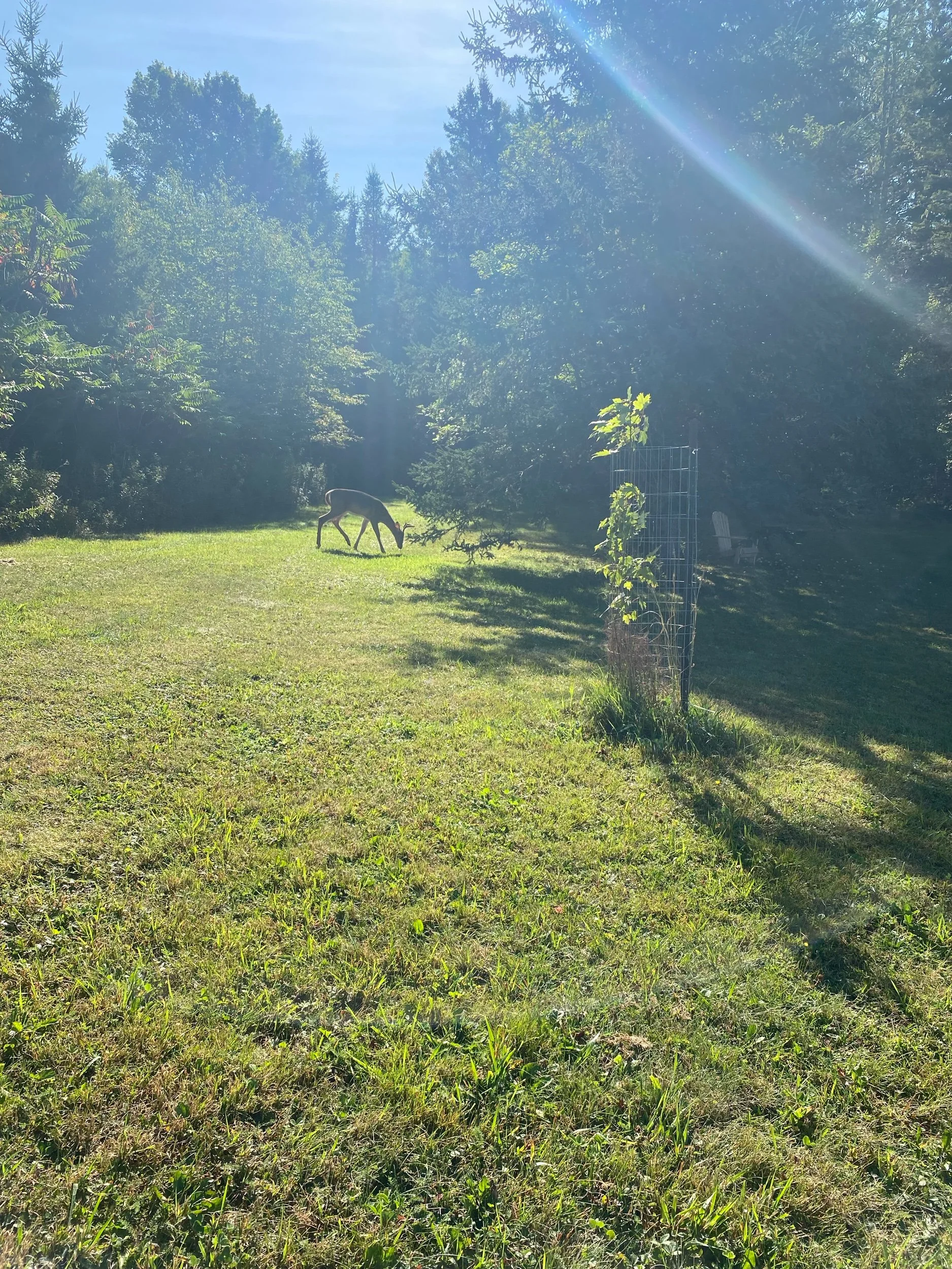 Message of intuition and grace