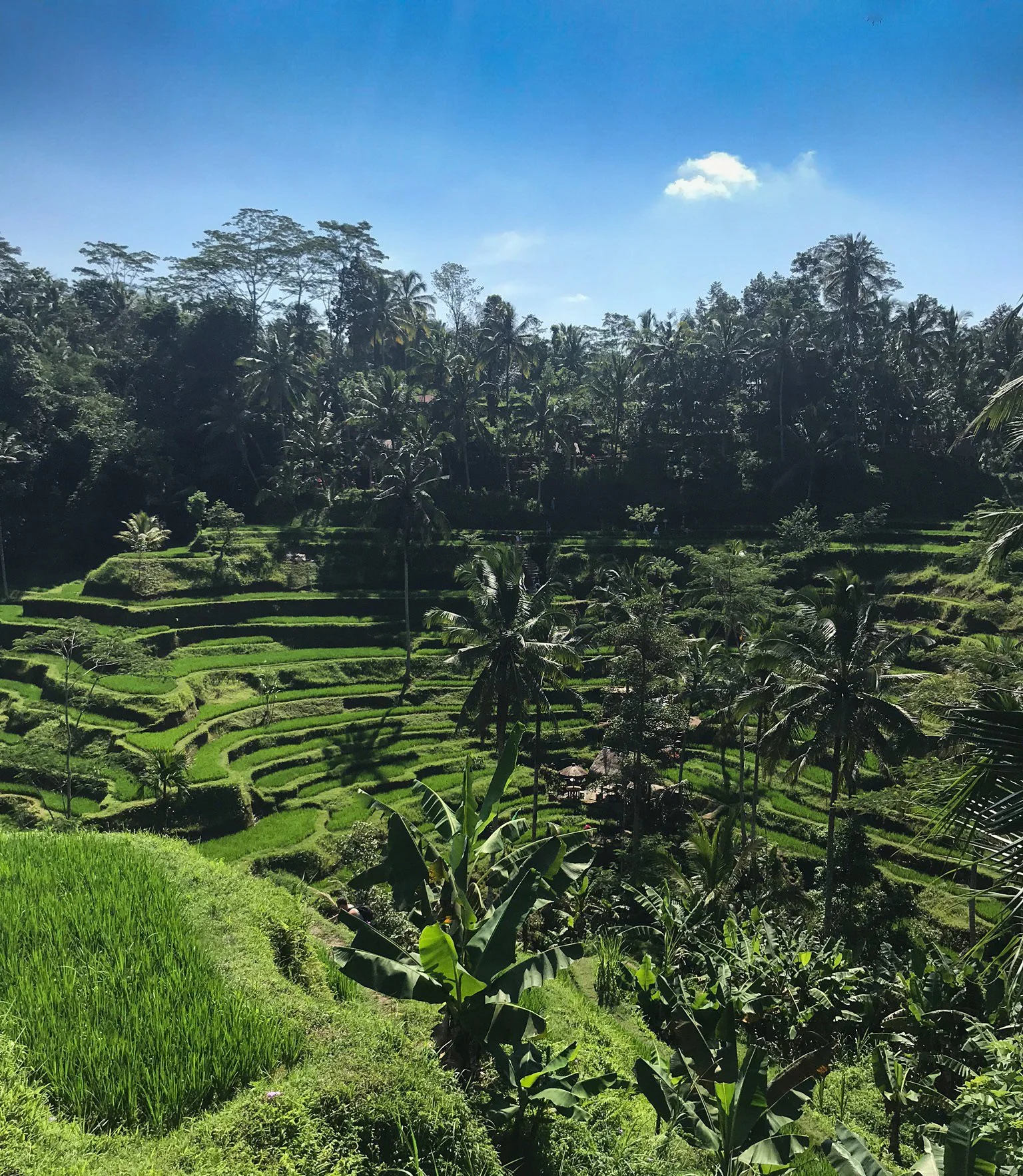 Transforming Dreams into Reality: My Bali Retreat Journey
