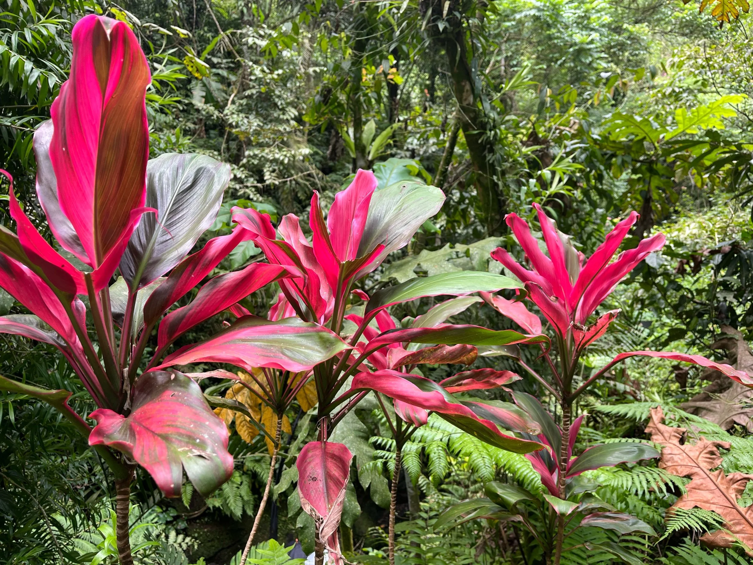 The Language of Kindness: Balinese way of communicating 
