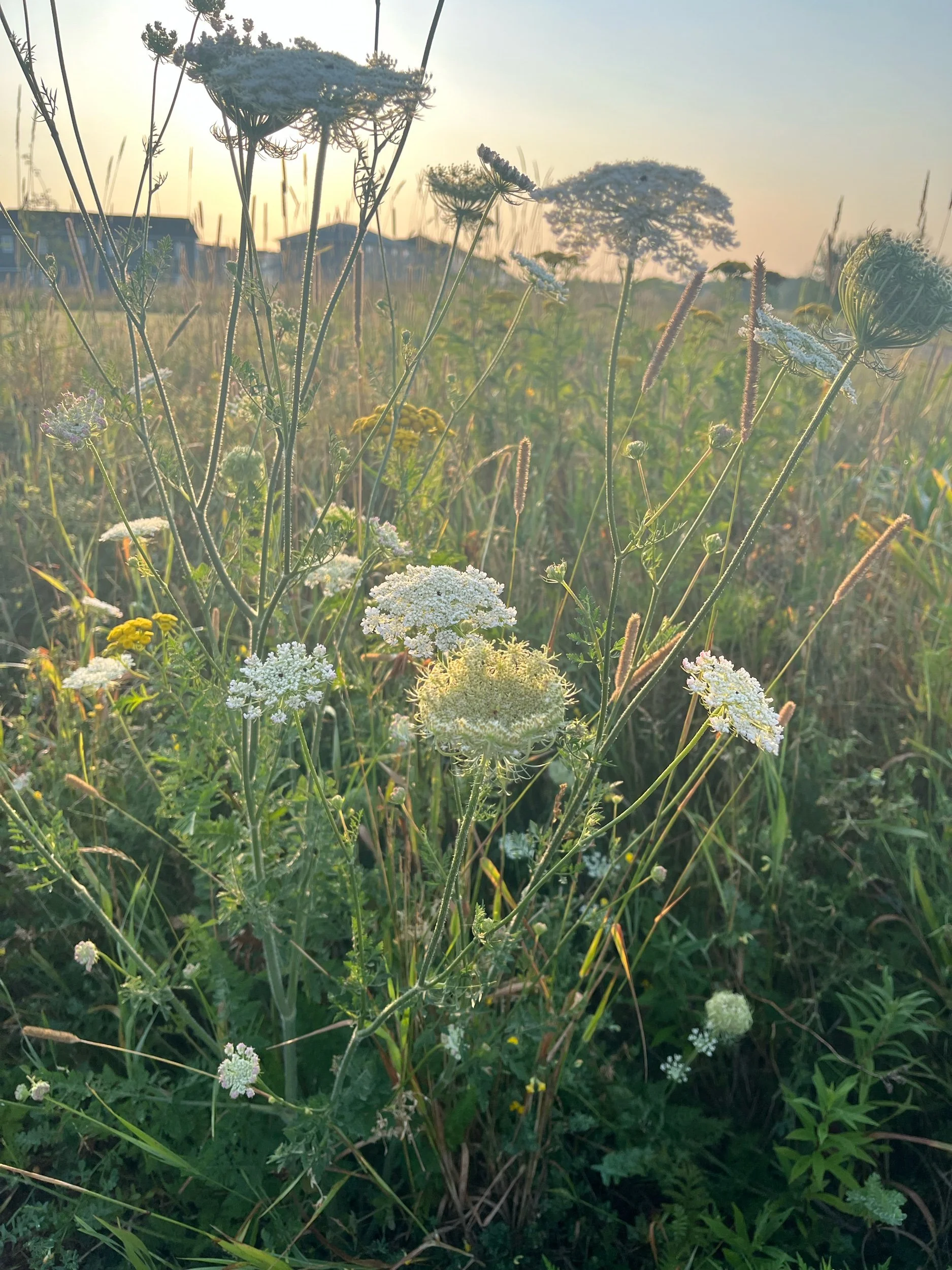 Three Heartbeats I Never Heard