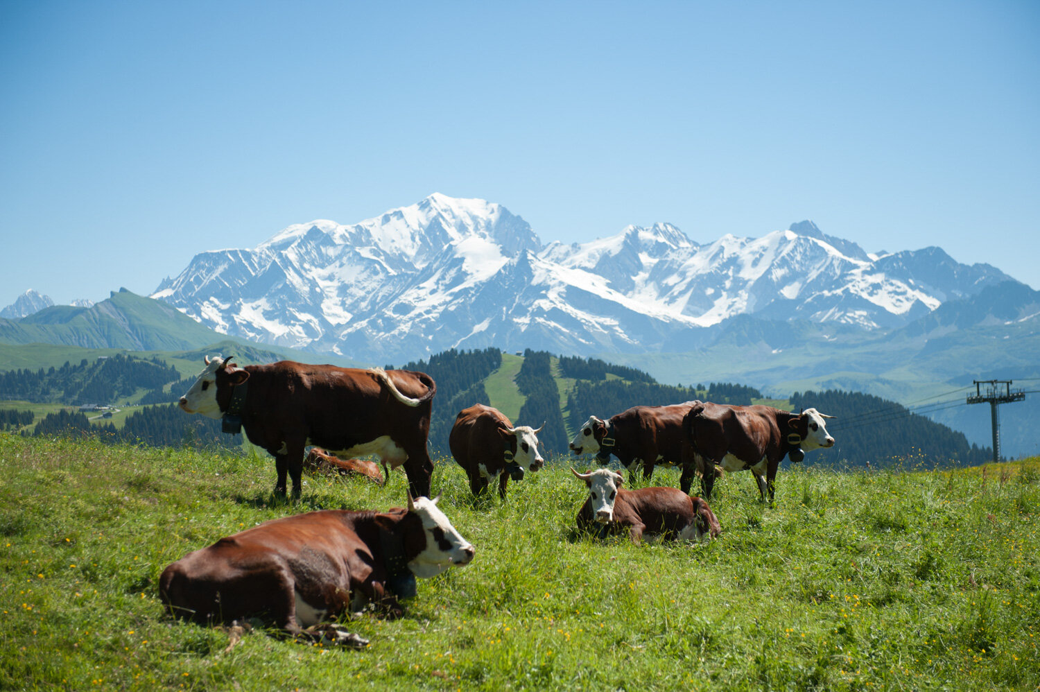  Le Mont Blanc, les montagnes et les vaches. Avec la CCAS. Les Saisies, France. Juillet 2016 // Mont Blanc, mountains and cows. With the CCAS. Les Saisies, France. July 2016. 