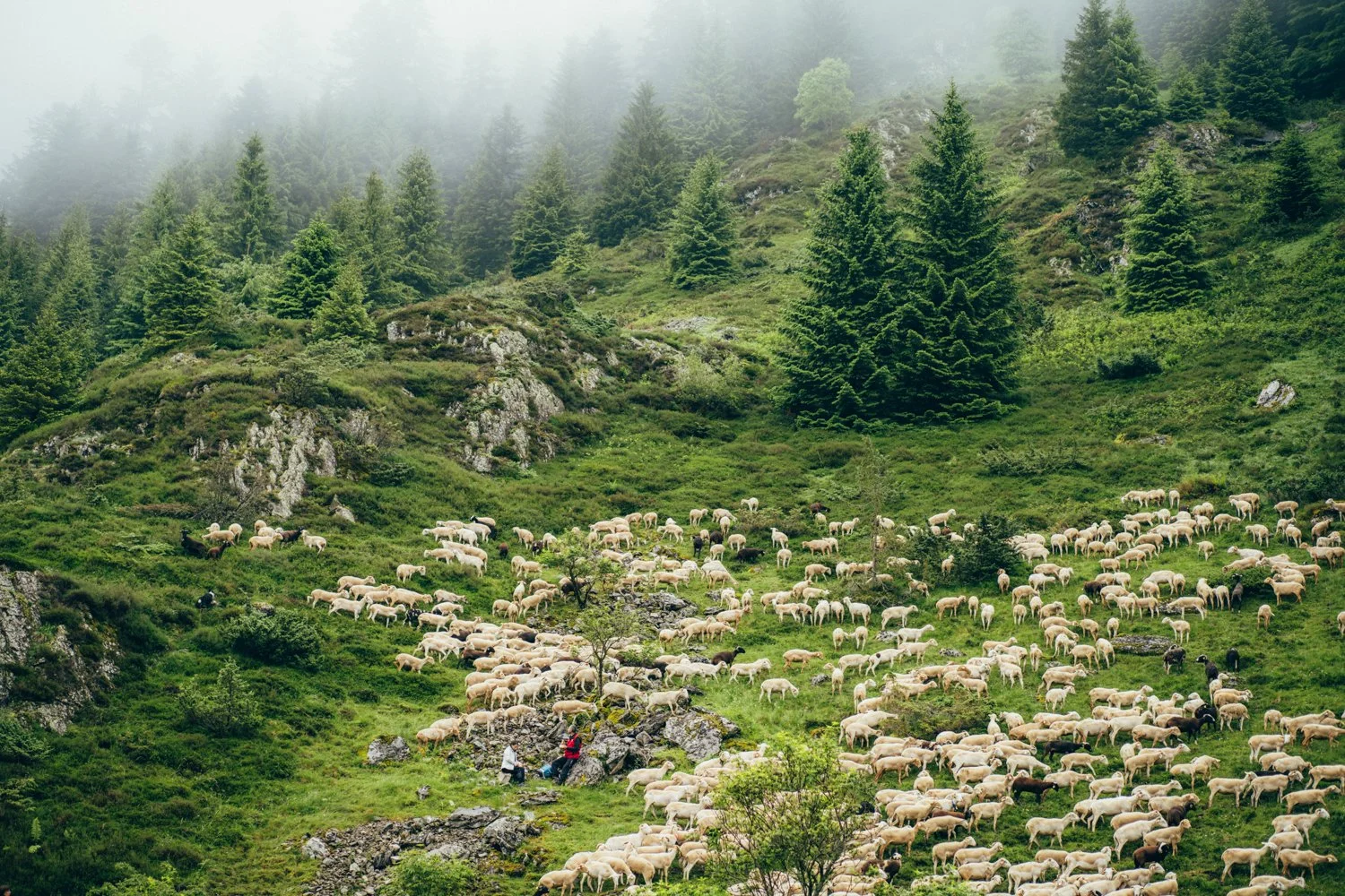 Cirque de Campuls. Transhumance. Avec la CCAS et la CMCAS de Toulouse. Bethmale, France. Juin 2025 // Campuls Circus. Transhumance. With the CCAS and CMCAS of Toulouse. Bethmale, France. June 2025 