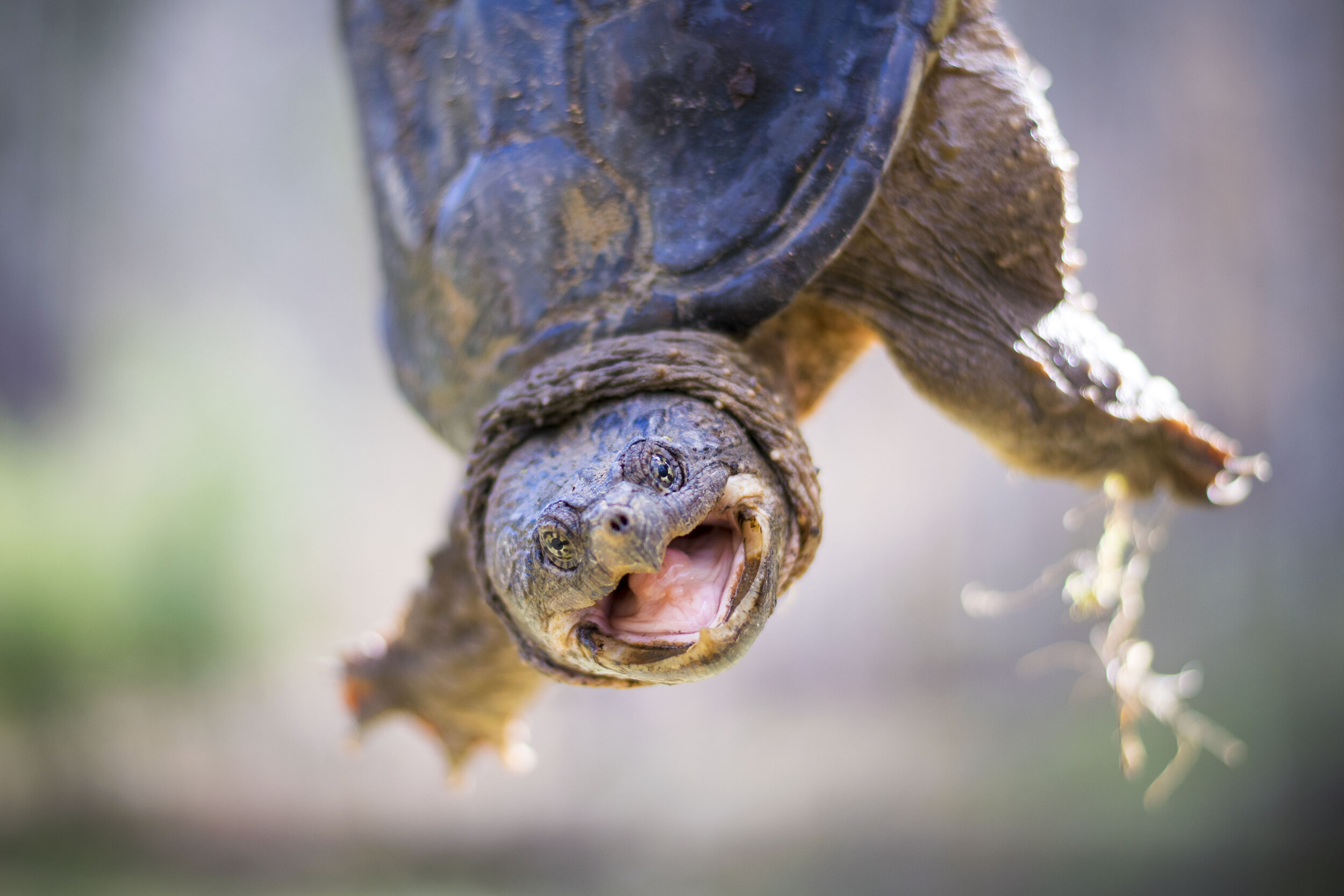 how long have common snapping turtles been around