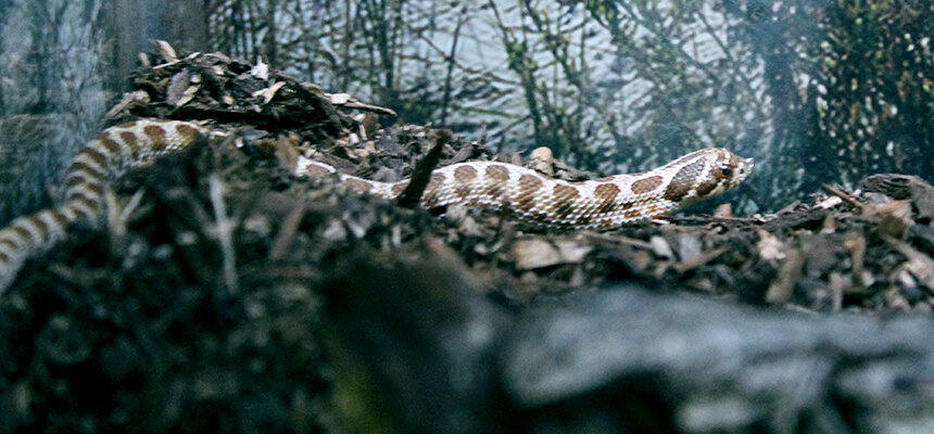 Howdy Hognose Facts About The Solitary Crepuscular Western Hognose Snake Berkshire Museum,Getting Rid Of Rats With Peppermint Oil