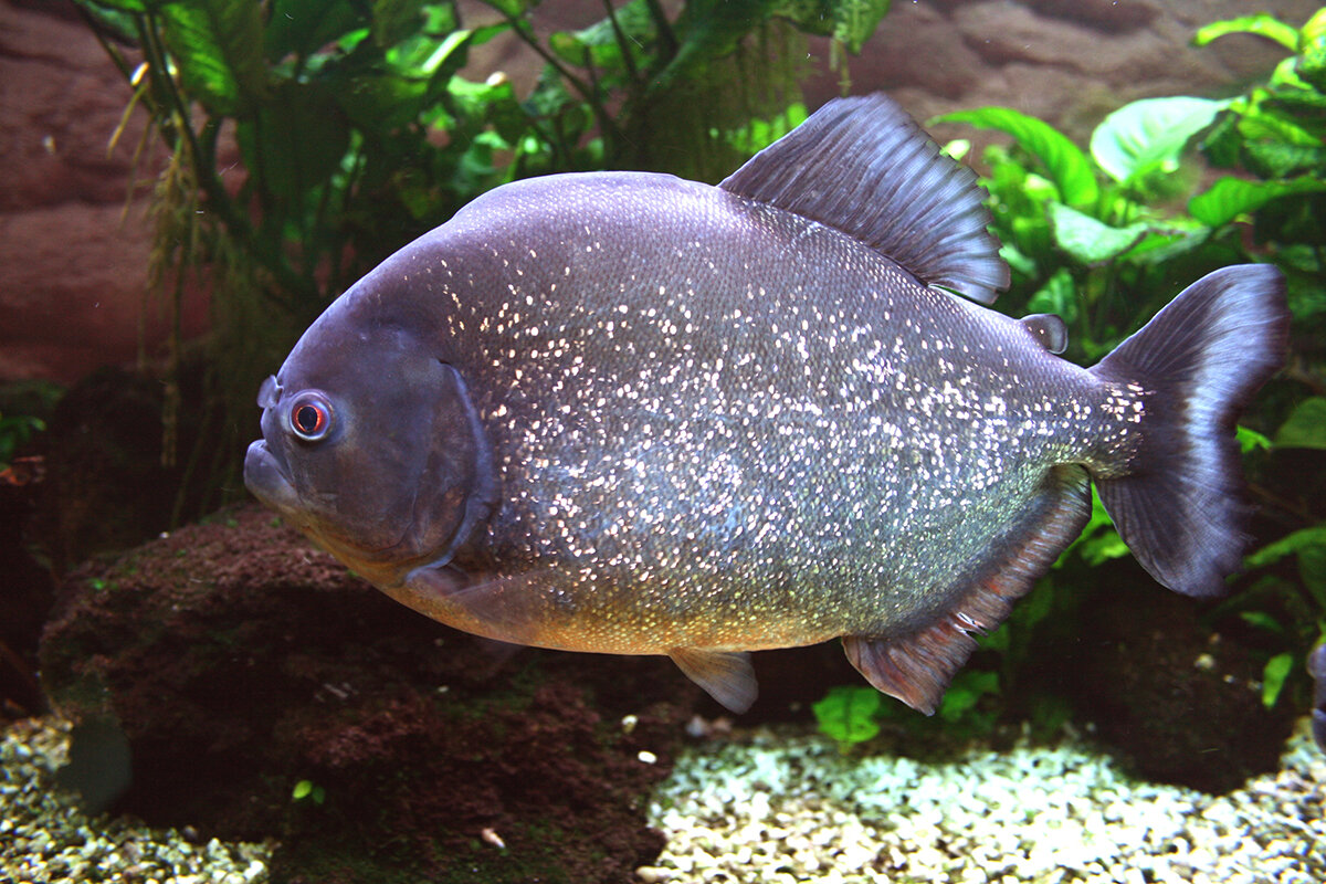Baby Red Bellied Piranha | peacecommission.kdsg.gov.ng