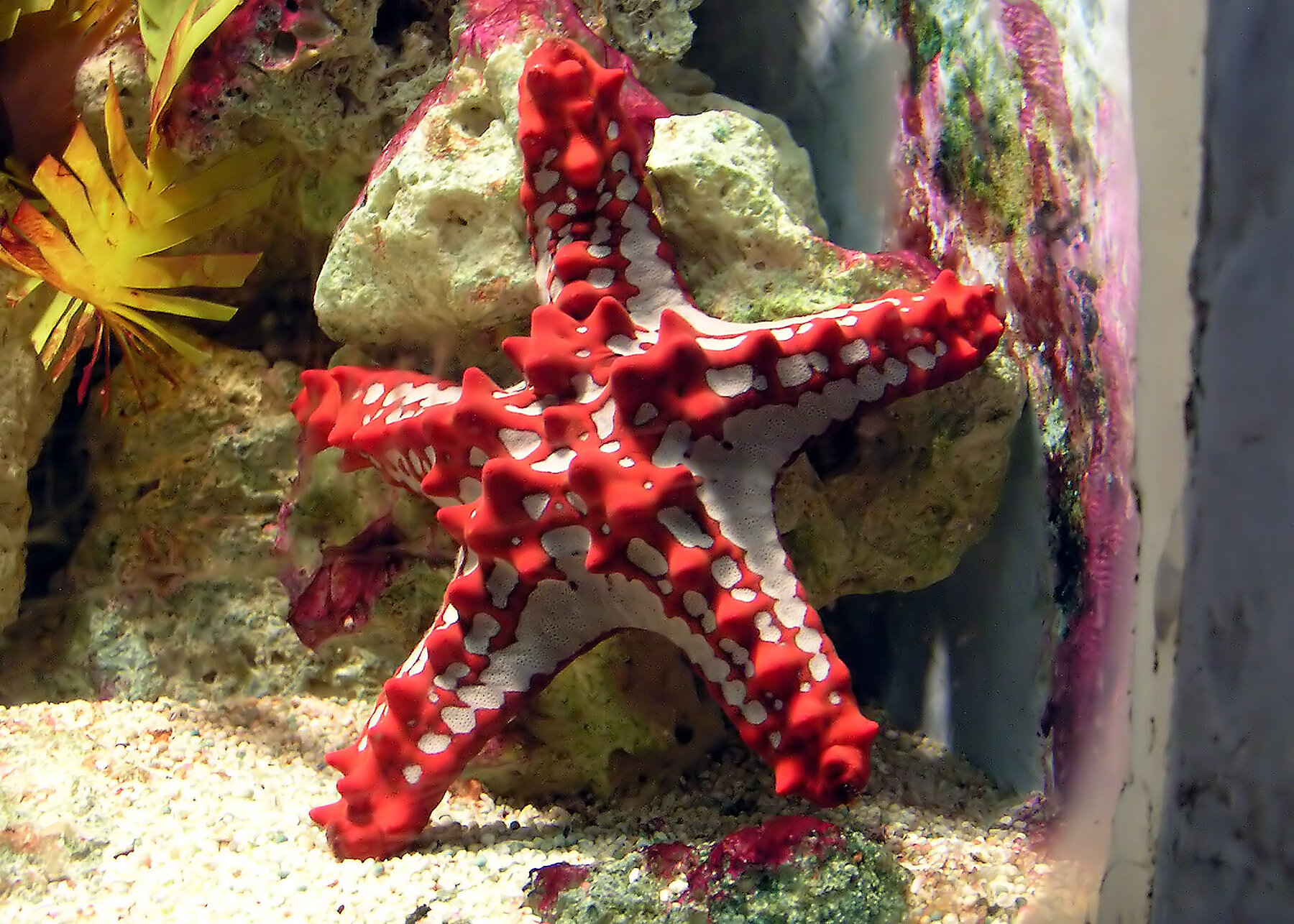 What Kind of Animal is a Sea Star? | Aquarium Fact Sheet | Berkshire Museum