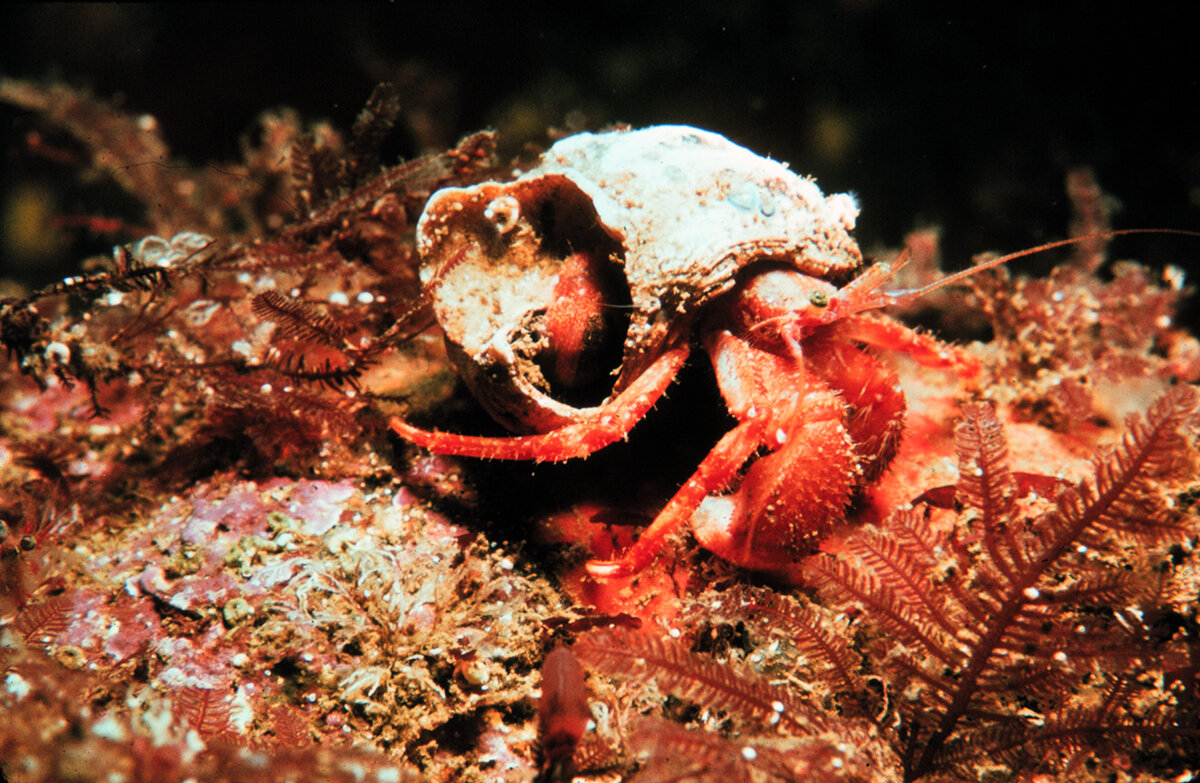 Hermit Crabs: Shell Me About 'Em | Aquarium Fact Sheet | Berkshire Museum