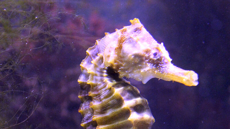 Hippocampus Abdominalis: The Pot-Bellied Seahorse | Science for Kids |  Berkshire Museum