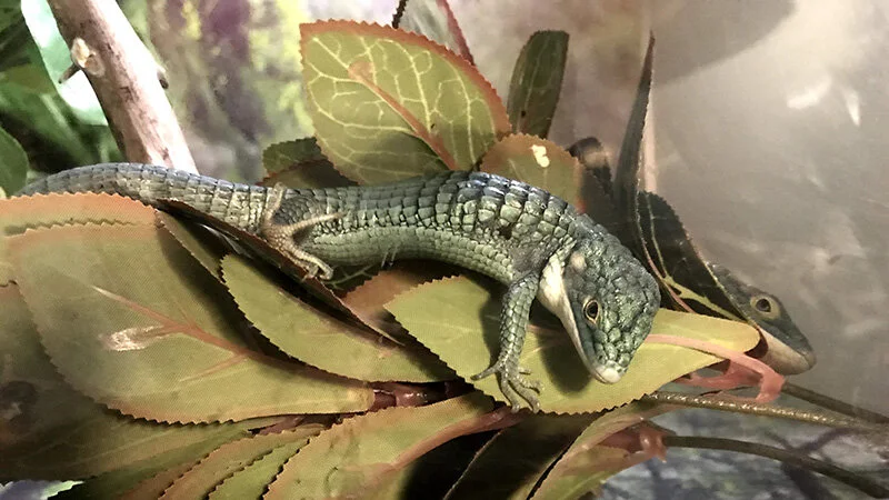 Fact Sheet Explore The Digital Archive Berkshire Museum