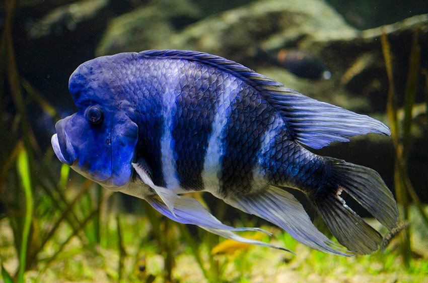 Where Do Humphead Cichlids Live? | Aquarium Fact Sheet | | Berkshire Museum