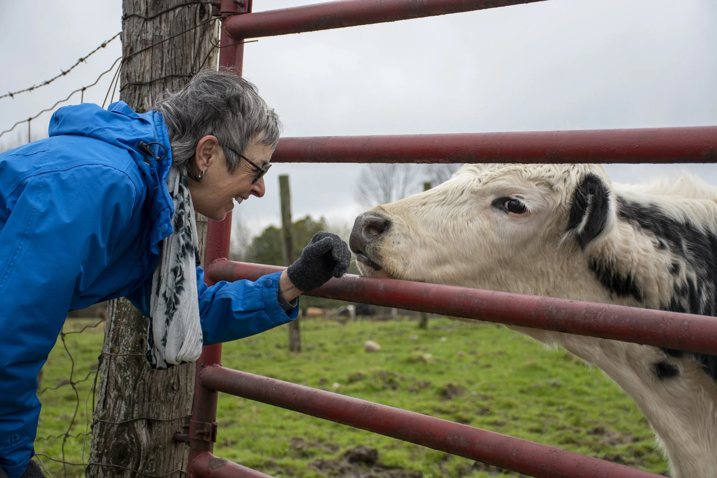 Carola visits her neighbours' cows, ahead of an anticipated move from her countryside home into the city of Cobourg. May 1, 2023. (Kaj Larsen photo for the Toronto Star)