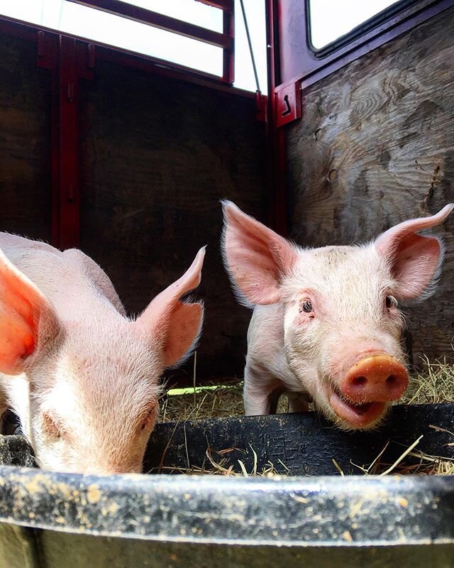 These two cuties need names! 🐷😆🐽 Drop a comment below and let us know what you think they should be named. They are both boys and we would love to hear what you think the pair of them should be named!! 😆 We are going to draw their names on May 20