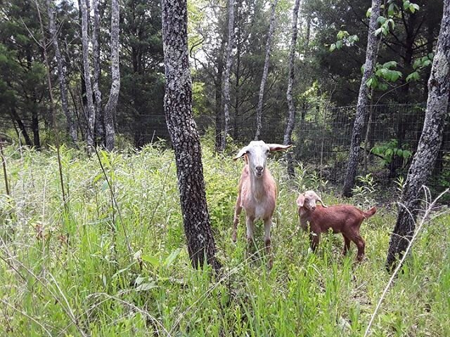 Mama and her baby are settling in well 🌱🌼🌿 Happy spring time y&rsquo;all! &bull;
&bull;
&bull;
&bull;
&bull;
&bull;
#goat #goatsofinstagram #organic #organicfarming #organichomestead #homestead #farm #farming #farminglife #homesweethome #springtim