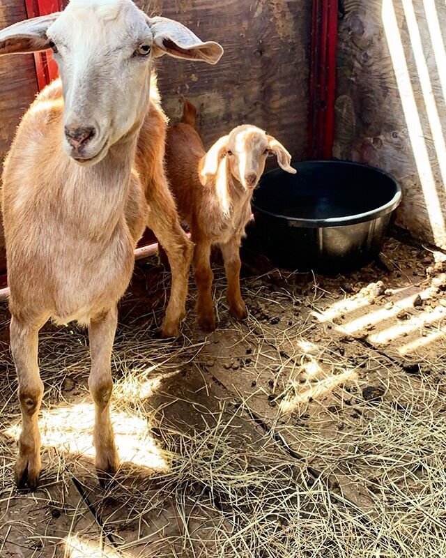 Dayspring farms has goats! 🐐 Woo Hoo!! 🙌🏼🎉 This sweet Mama and her kid joined the farm yesterday from north GA. They don&rsquo;t have names yet so we will keep you posted on that 😉 These two are the new brush and weed eating team! &bull;
&bull;
