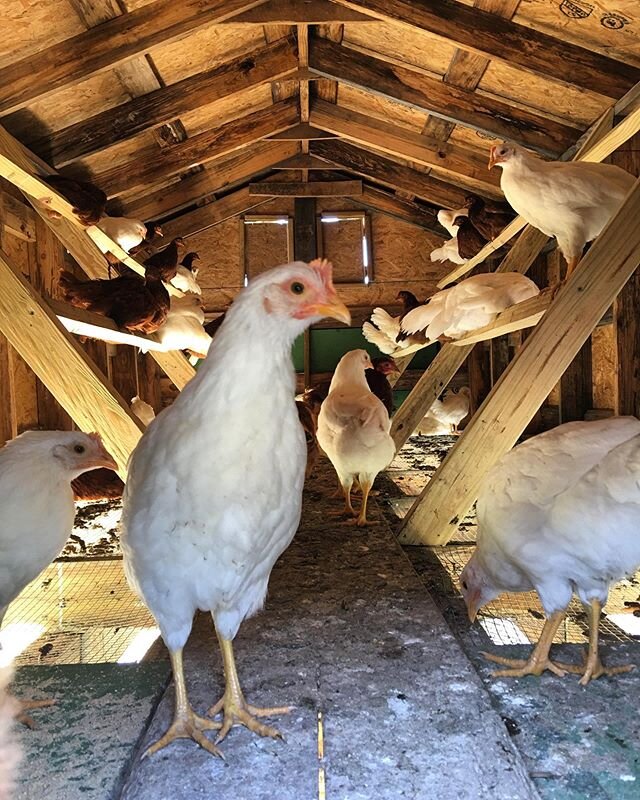 Happy Monday Y&rsquo;all!! 🐣☀️ The chickens are growing like weeds and will be laying eggs soon! Will are going to have eggs running out our ears come mid June! Who likes fresh eggs!? 🙋🏻&zwj;♀️🥚🙋🏾&zwj;♂️ 🎉👨🏻&zwj;🌾 &bull;
&bull;
&bull;
&bull