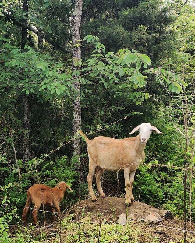 We are looking right at you Monday! 🐐🌱✨This is going to be a good one y&rsquo;all! We hope that this is the start of an incredible week for everyone. &bull;
&bull;
&bull;
&bull;
&bull;
&bull;
#organic #organicfarm #goats #goat #goatsofinstagram #ha