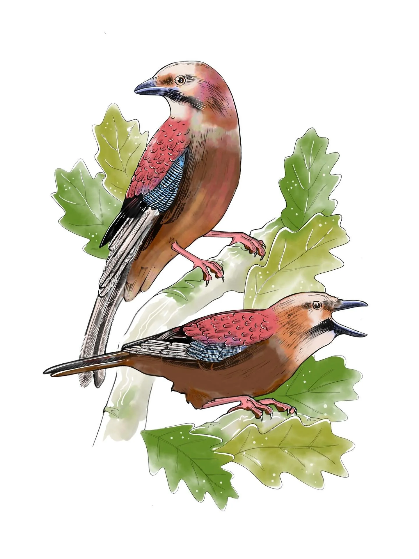 It has been great to see the resident pair of Jays back in my garden this week. Living by the park provides plenty of mature trees for them to hide in, the can be quite elusive birds, though they are certainly not shy about making noise - I can actua