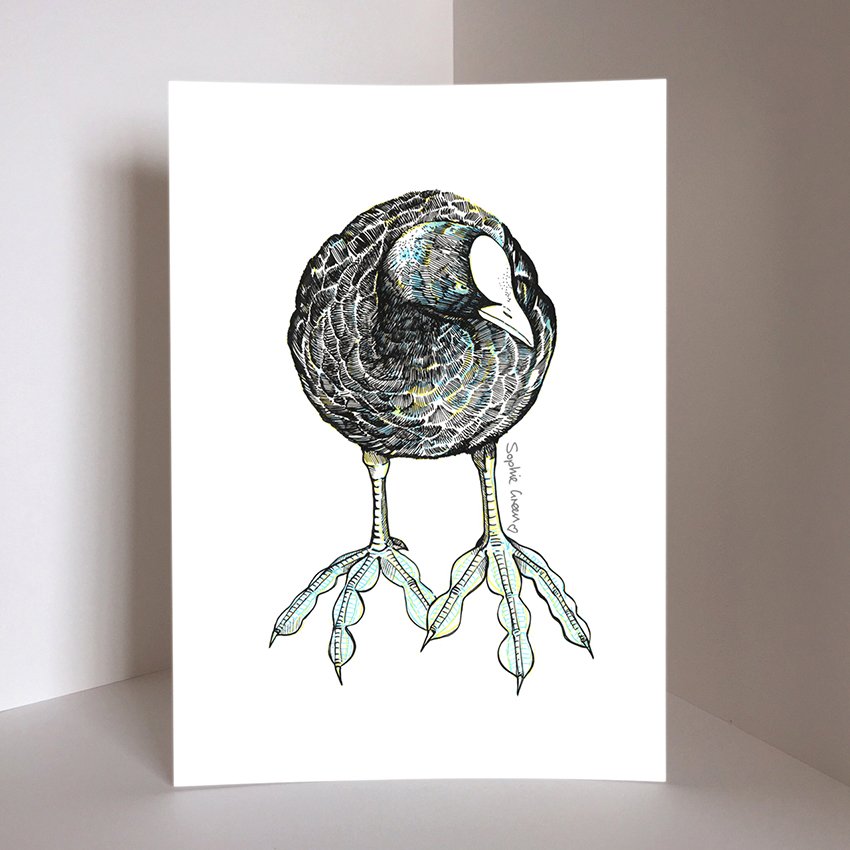 Product Image Merseybirds Coot.jpg