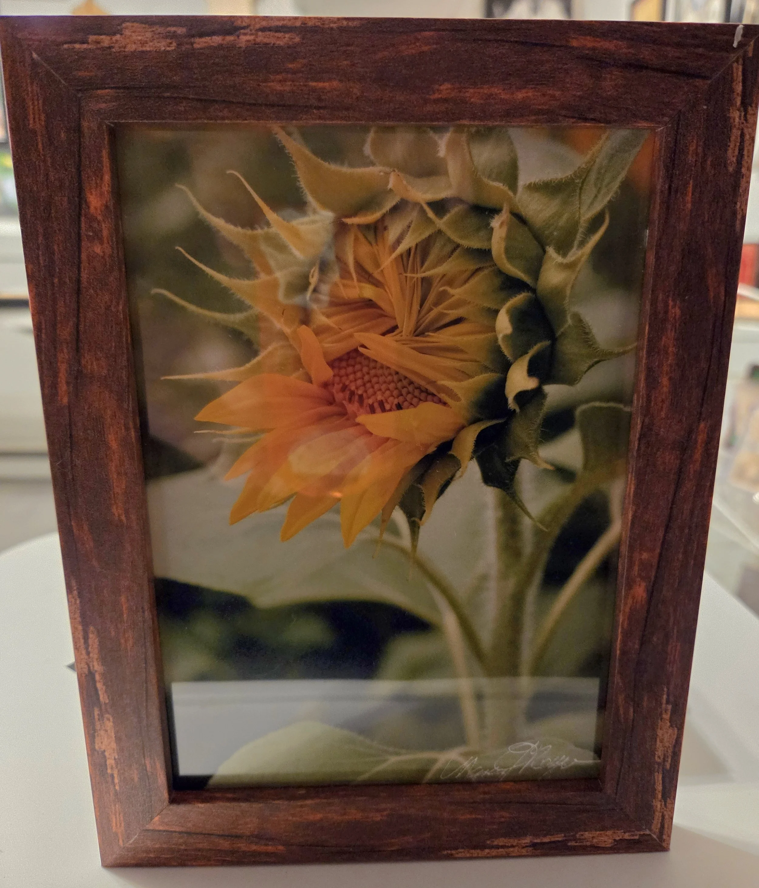 Peek-A-Bo Sunflower 3 - Nancy Reyes.jpg