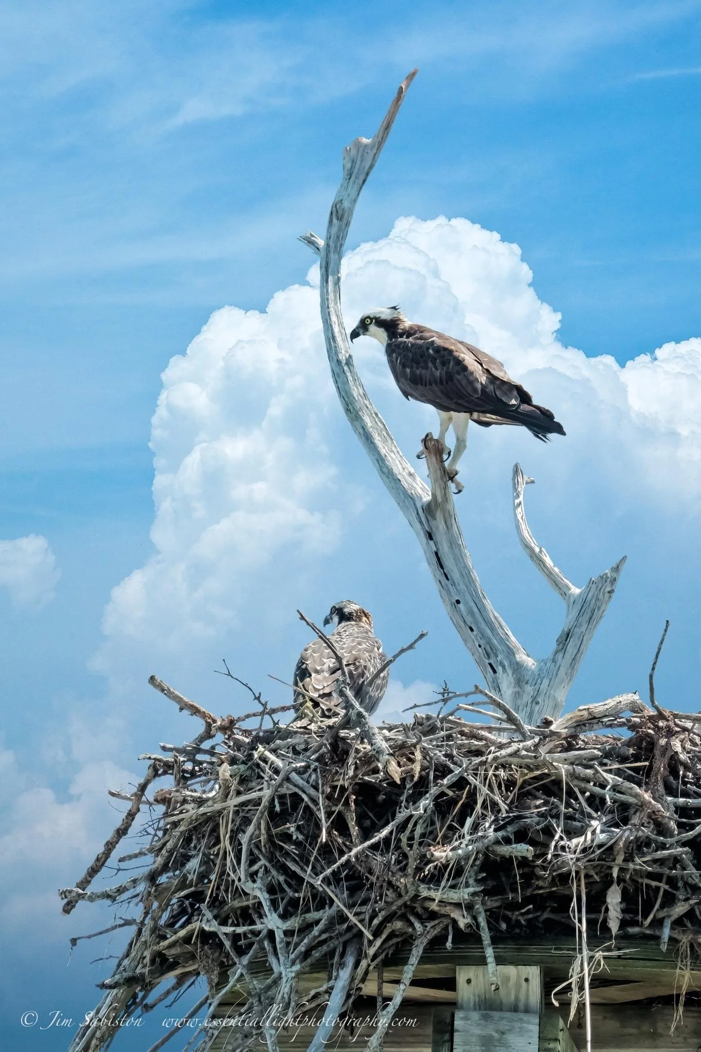 hawks in nest