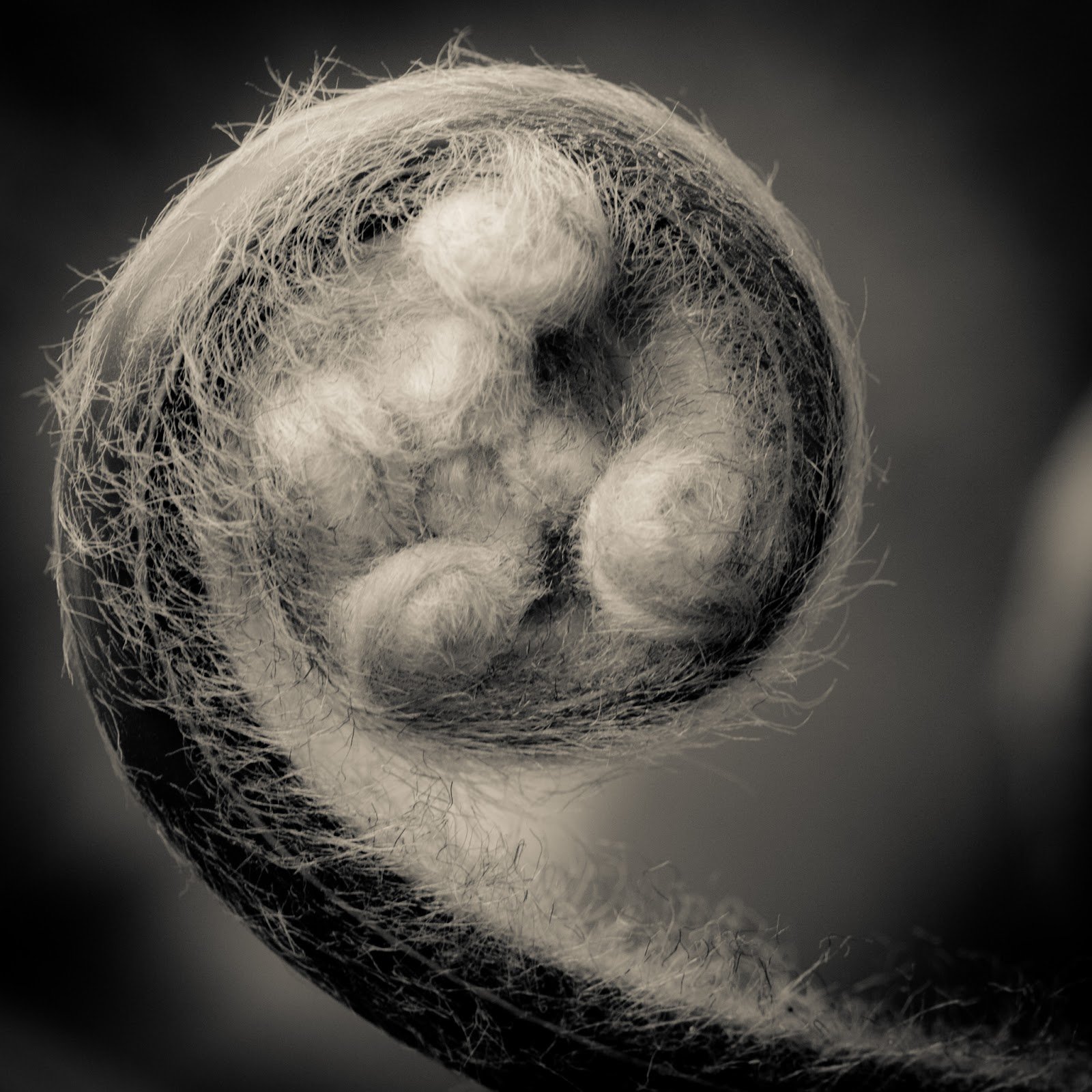 Fiddlehead - Study I - 197 - Jim Sabiston.jpg