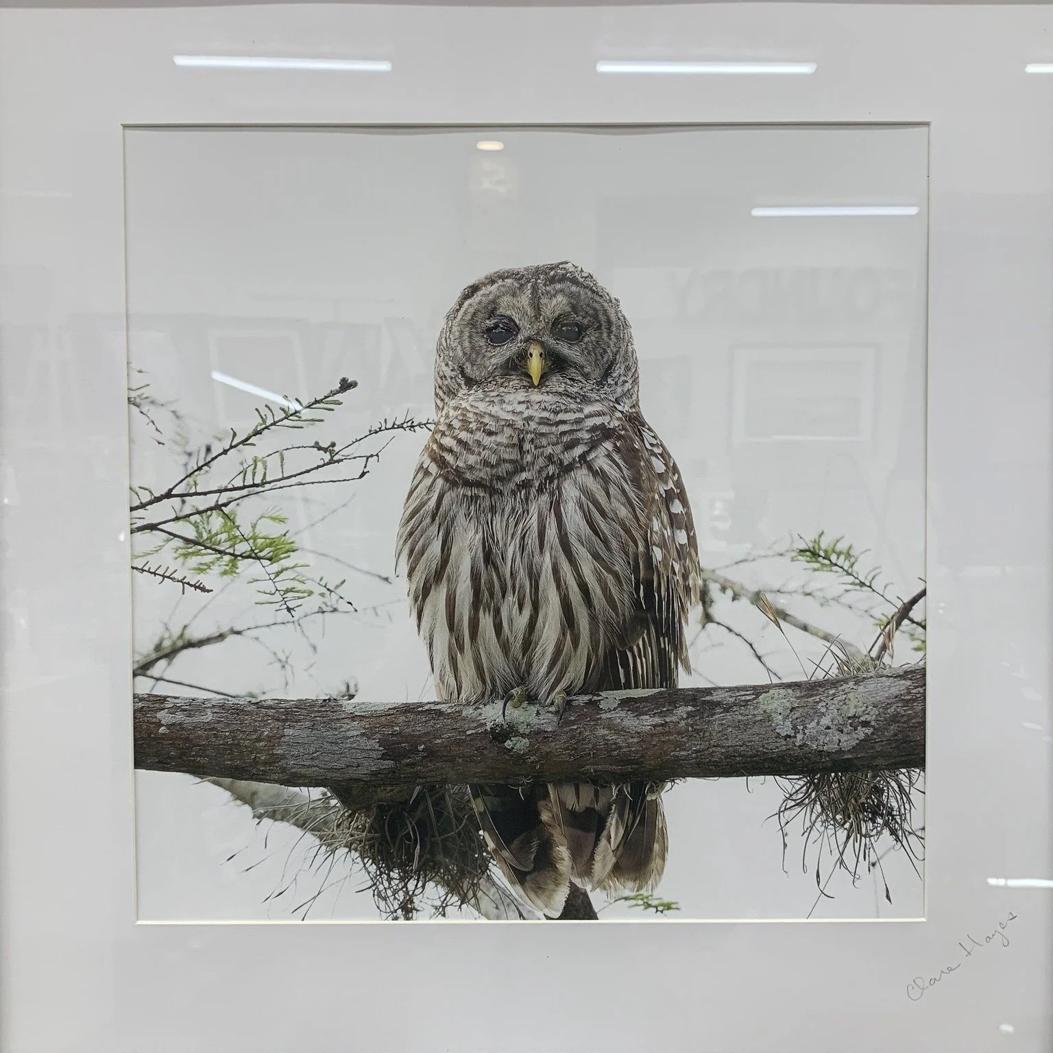 "Whooo" deserves a spot on your wall? This lovely owl, of course! Come see it in person. We're open Friday, Saturday, and Sunday, 11 am to 3 pm. #finditatthefoundry #foundryartmarket #downtownchambersburg  #gifts #artwork #localartists #sho