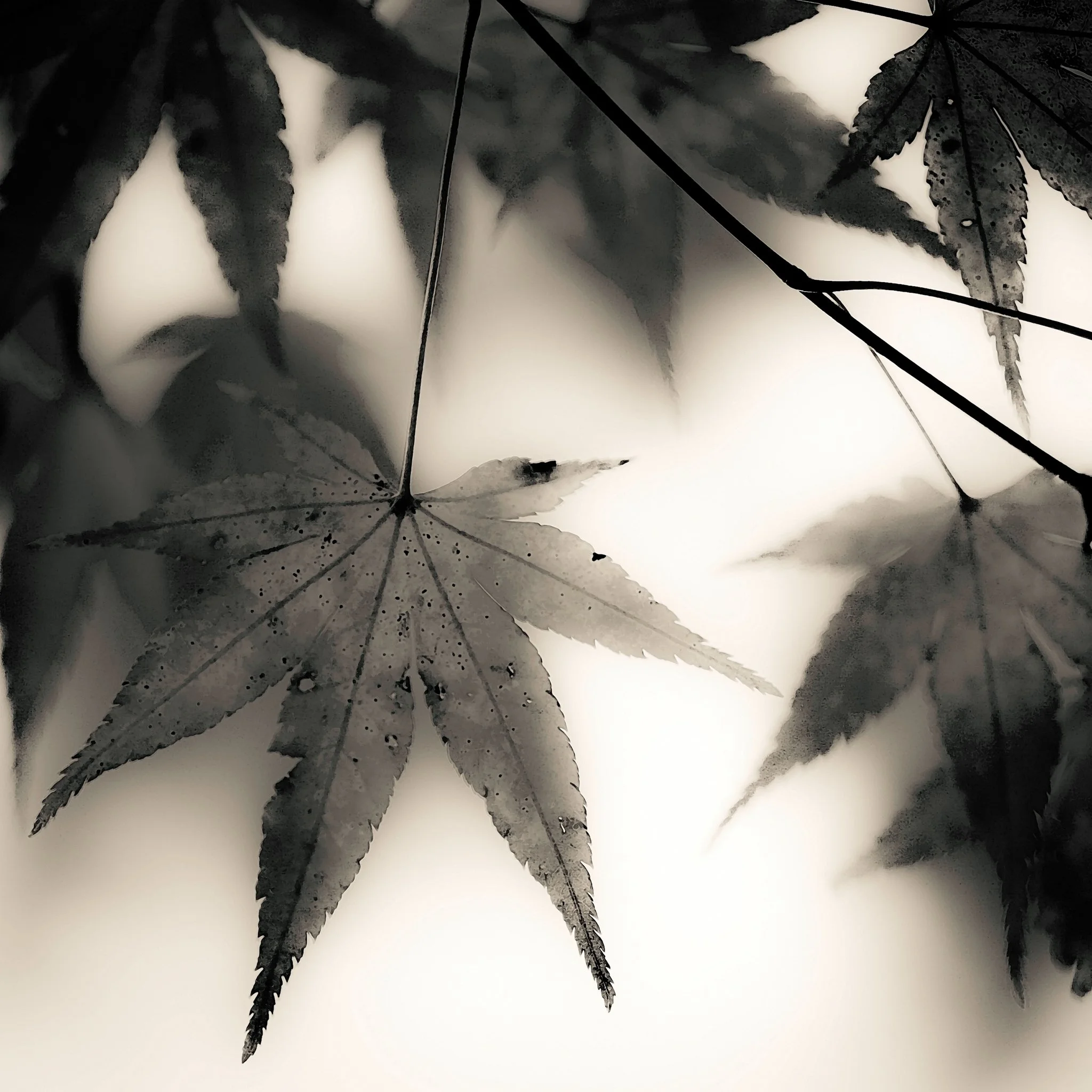 It's fall, and everyone is leaf peeping! While many tree enthusiasts are seeking out vibrant fall colors, even in black and white, leaves are fascinating and elegant. They are so decorative and intricate, with tiny veins and serrated edges. Bring thi