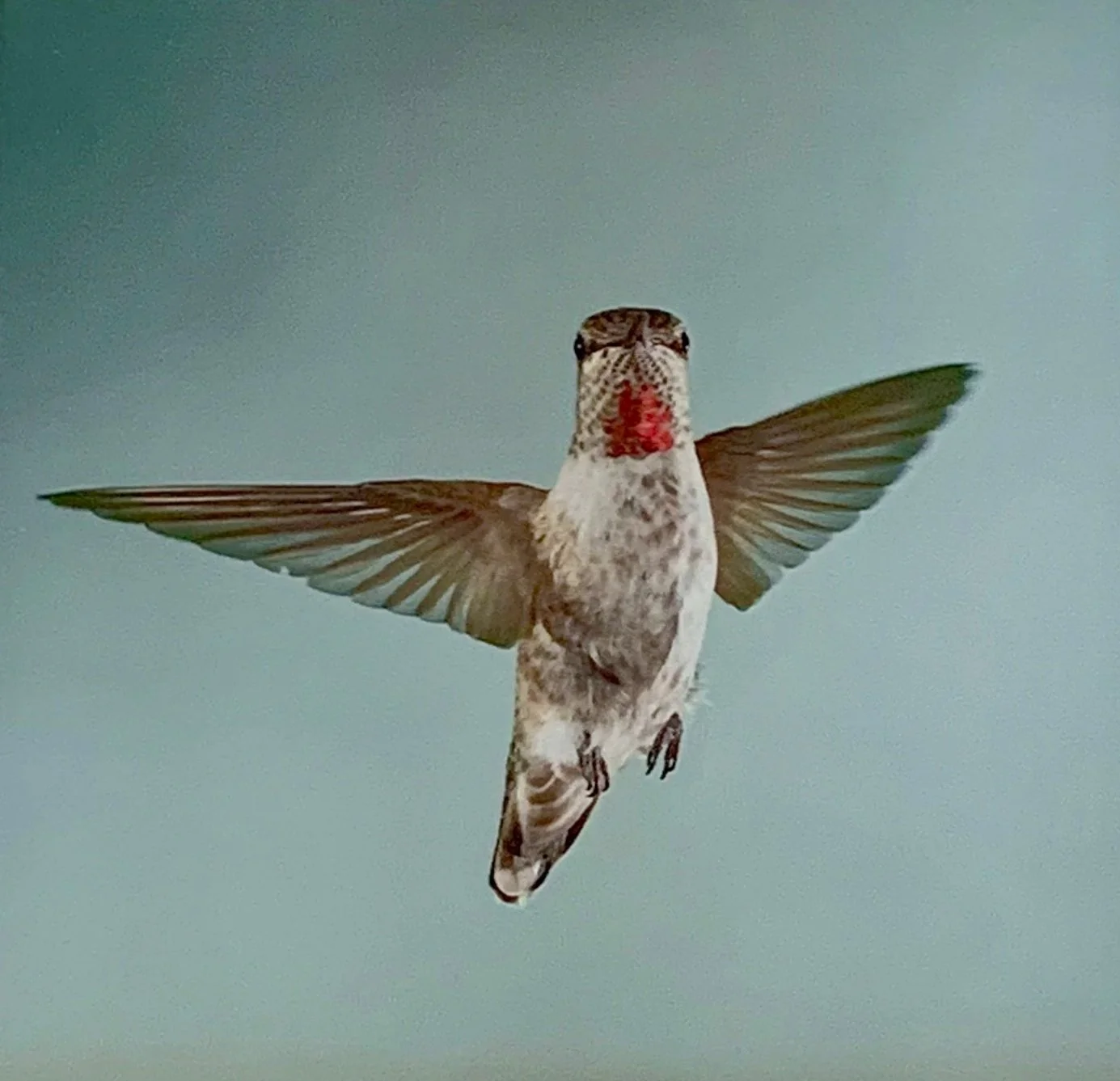 ACS_2004+-+Clare+Hayes.jpg (Copy) (Copy)