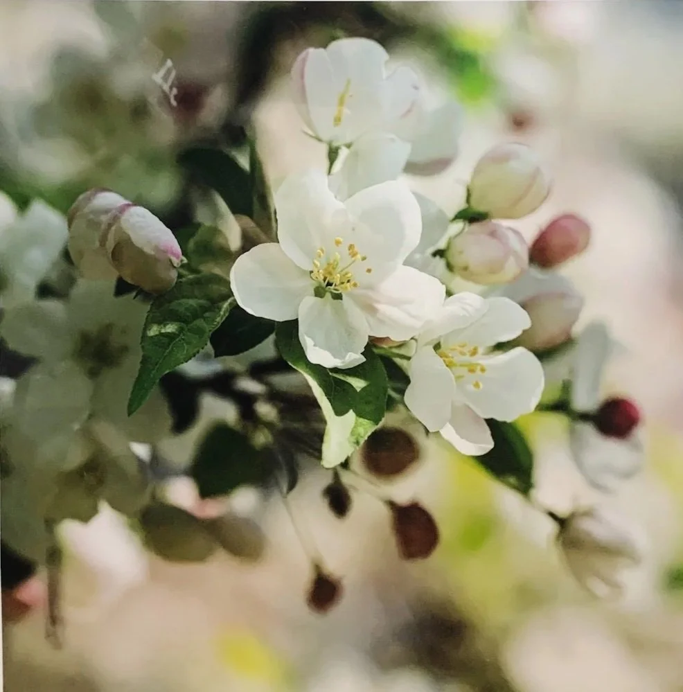 ACS_1957+-+Clare+Hayes.jpg (Copy) (Copy)