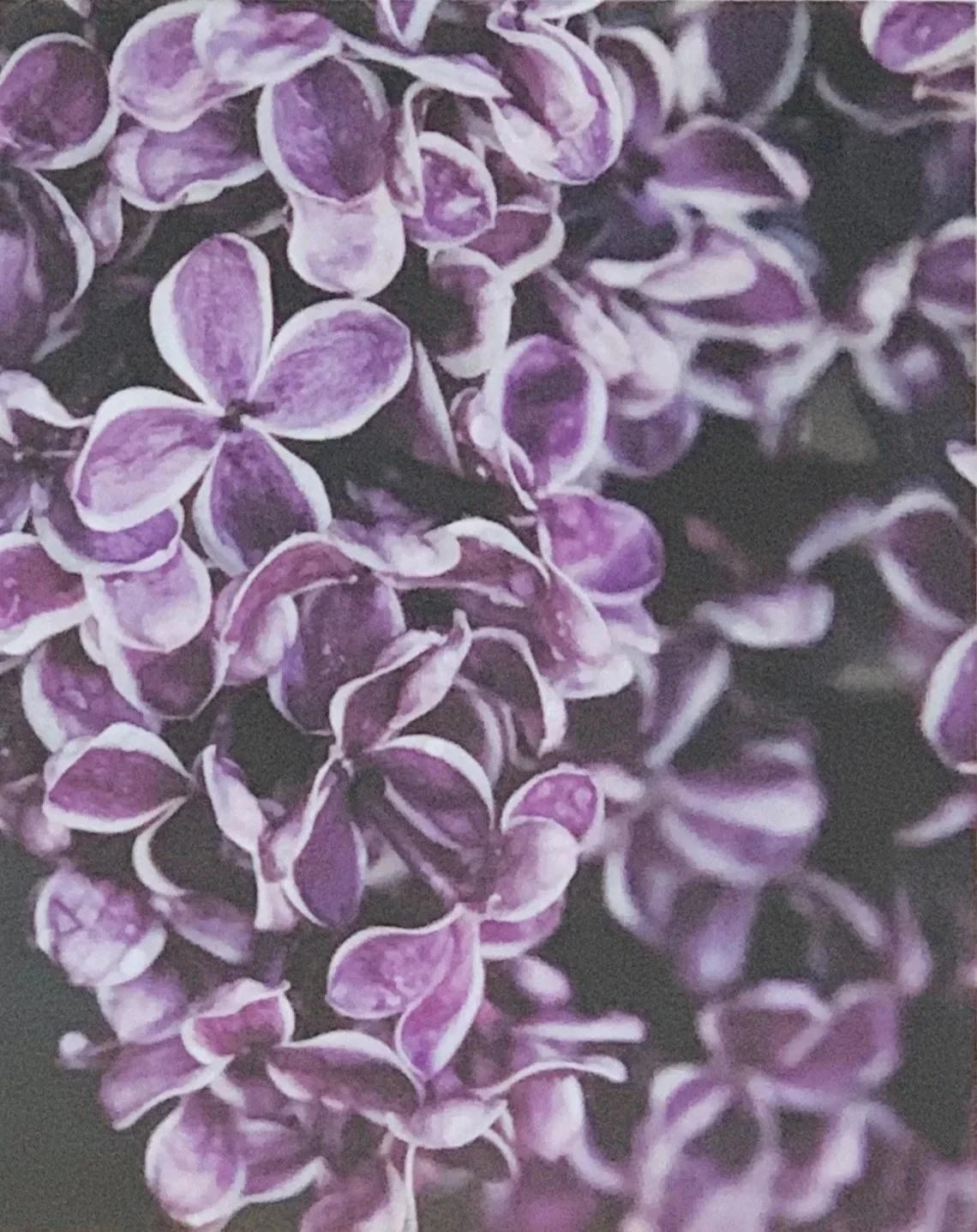 ACS_2003+-+Clare+Hayes.jpg (Copy) (Copy)