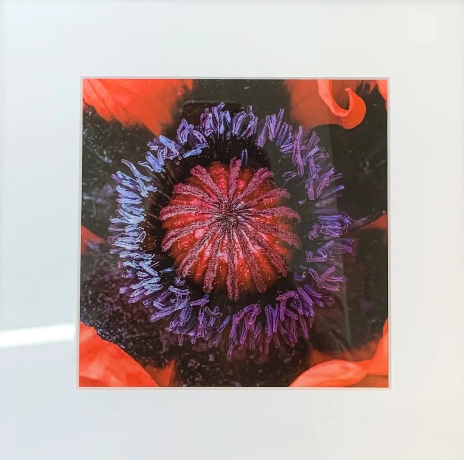 Clare Hayes Poppy Love photograph	$150