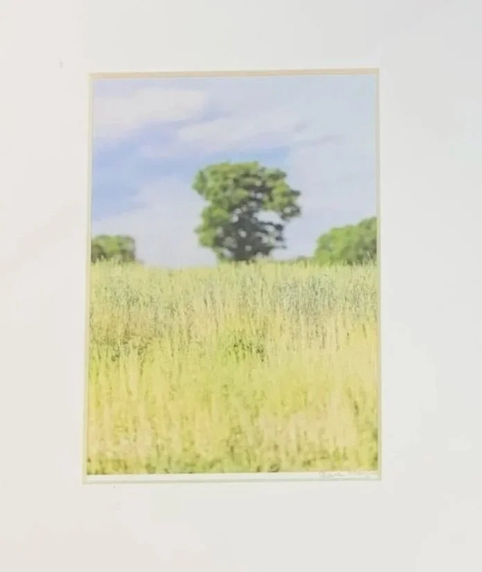 Clare Hayes Summer Afternoon	photograph	$68