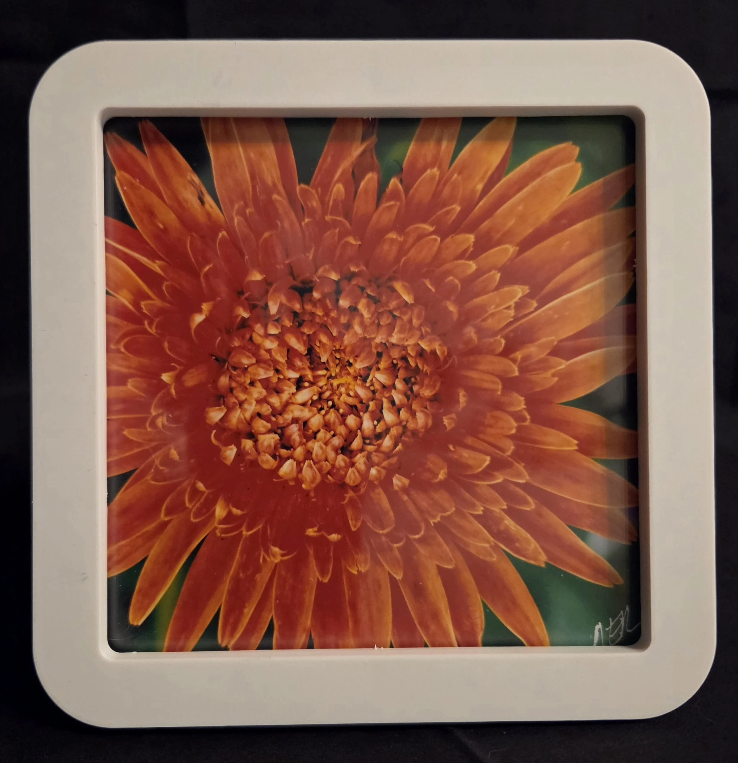 Flaming Orange Flower - Nancy Reyes.jpg