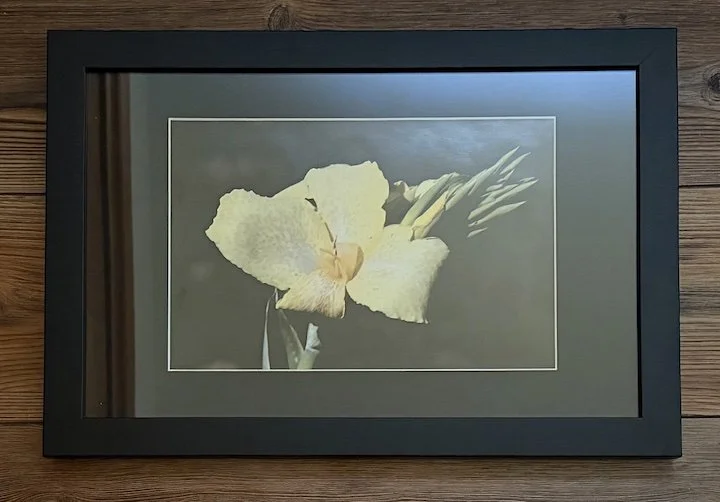 Lovely Canna 11x17 black frame - The Farmer's Daughter's Flowers.jpg