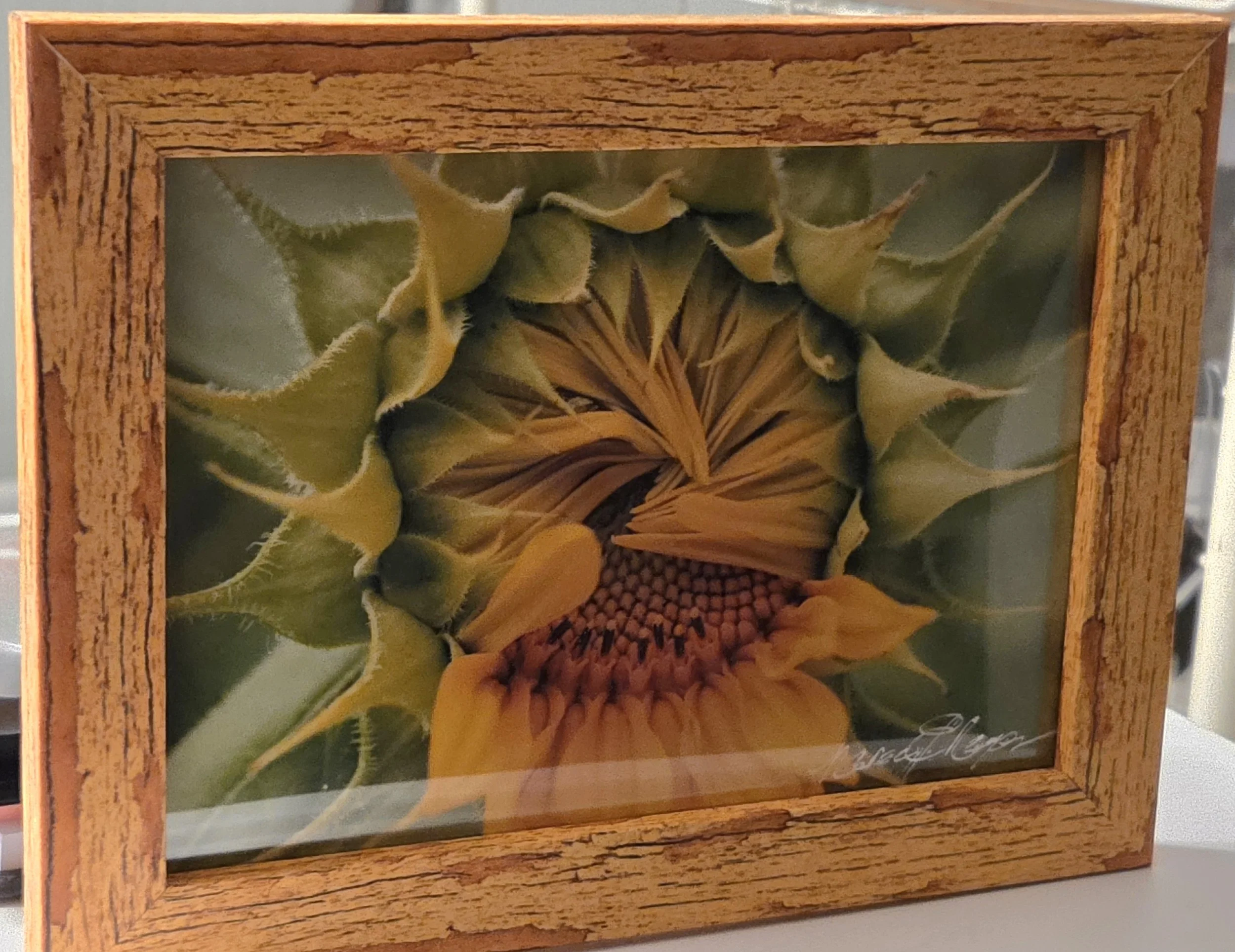 Peek-A-Bo Sunflower 2 - Nancy Reyes.jpg