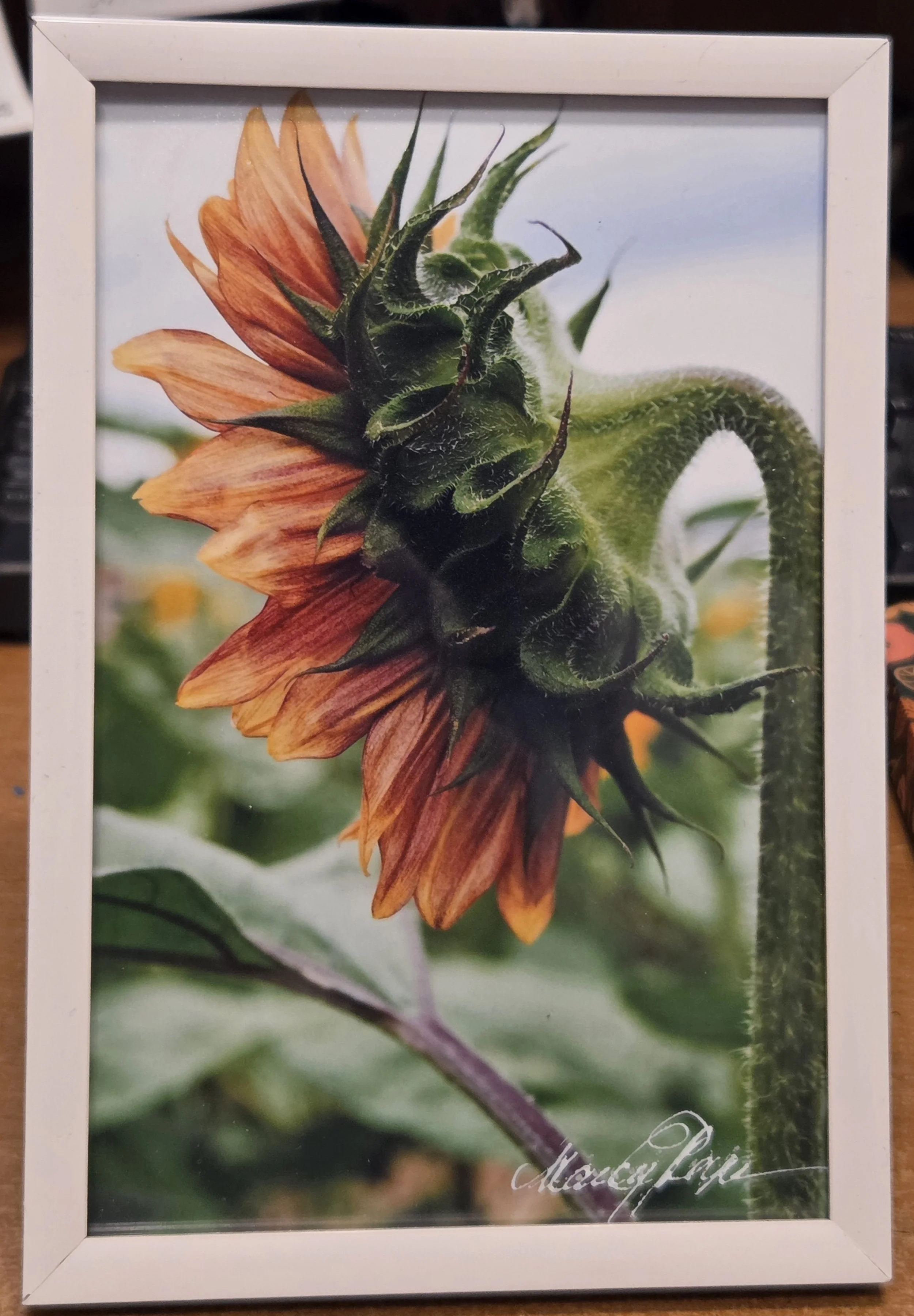 Sides Of A Sunflower 4 - Nancy Reyes.jpg