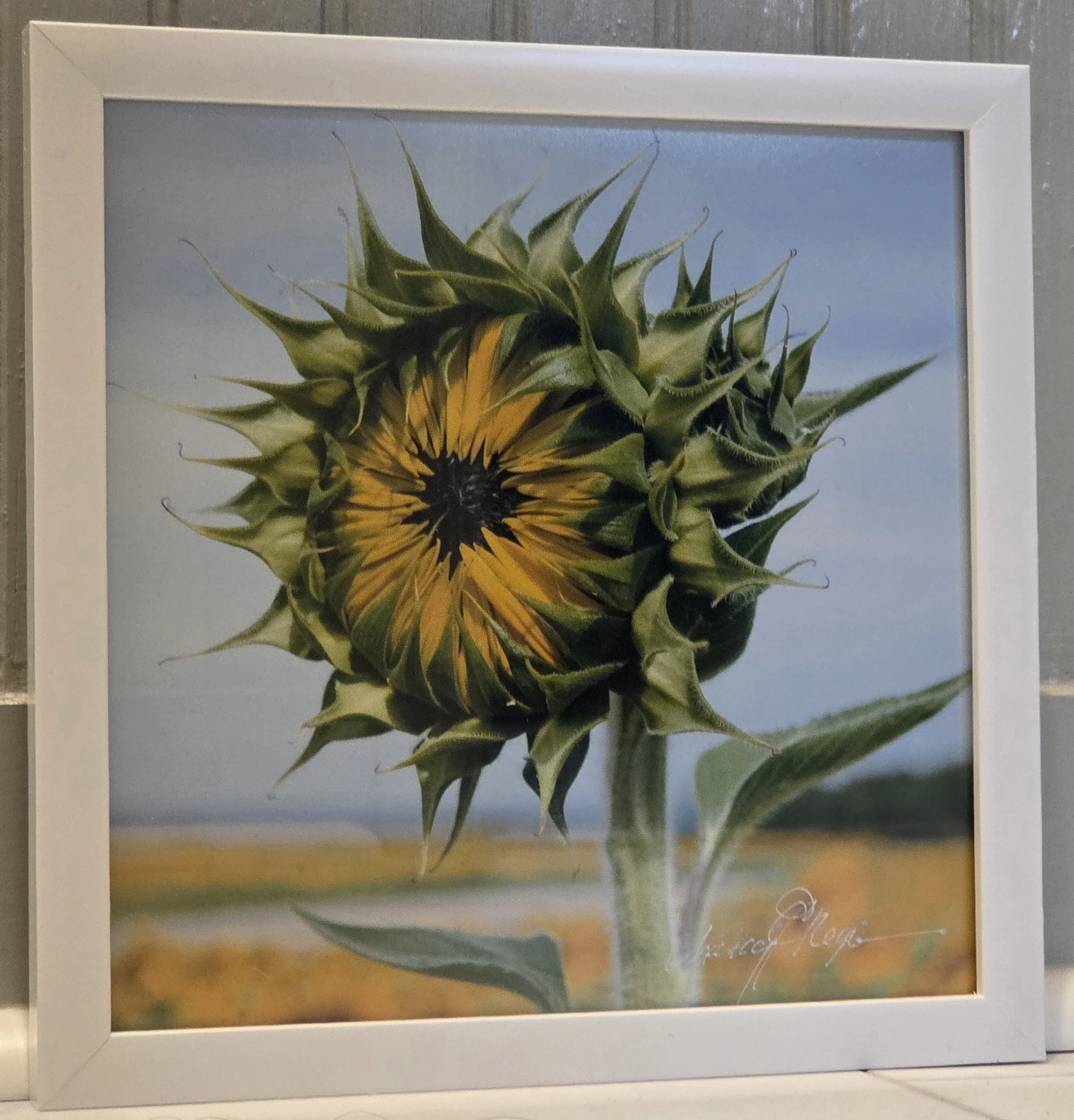 Bald Sunflower - Nancy Reyes.jpg