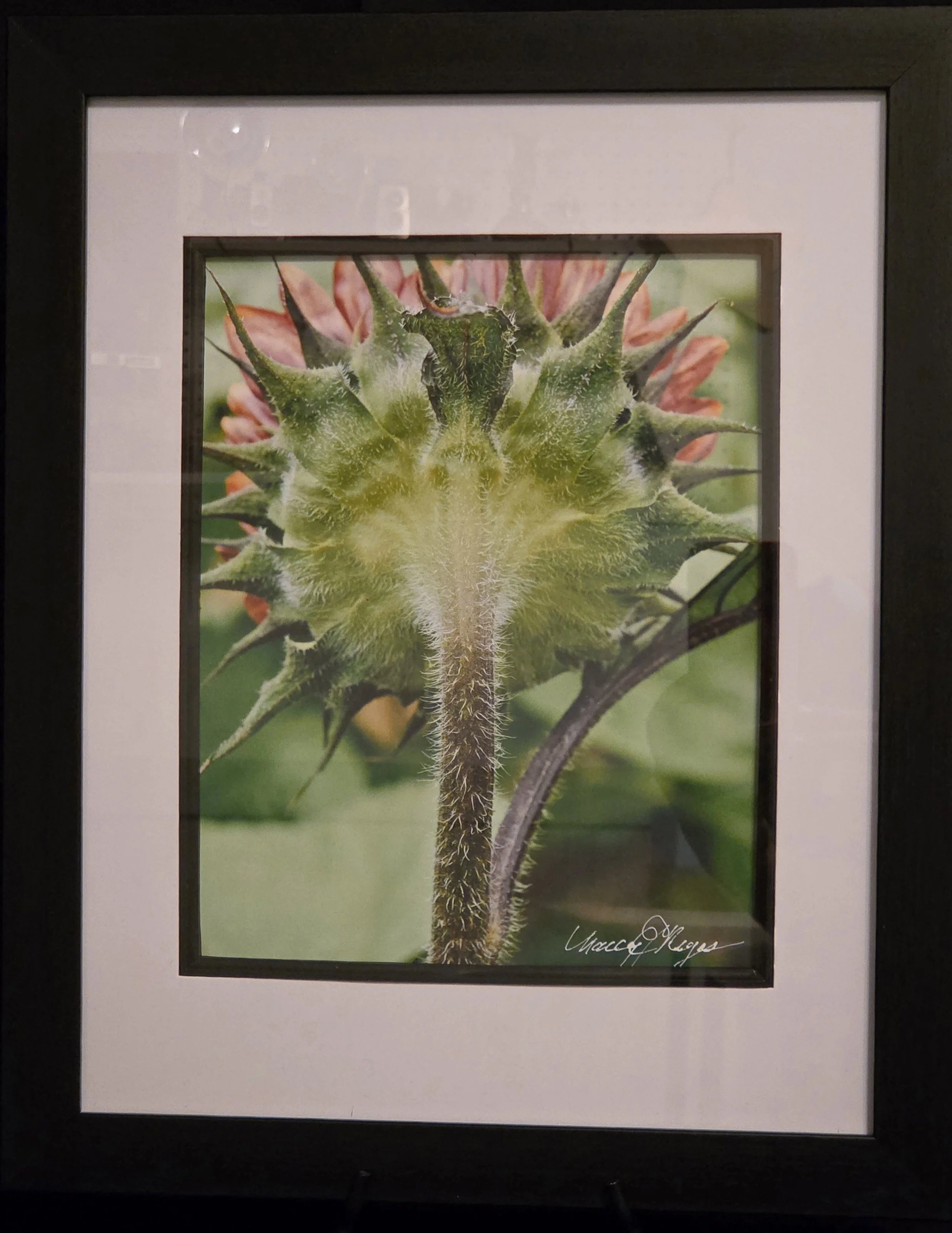 Sunflower Backside	photograph	$45