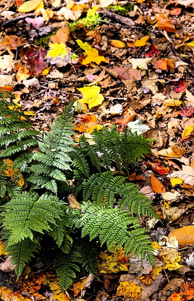 Carolyn Seibert-Drager Fall Fern photograph $185
