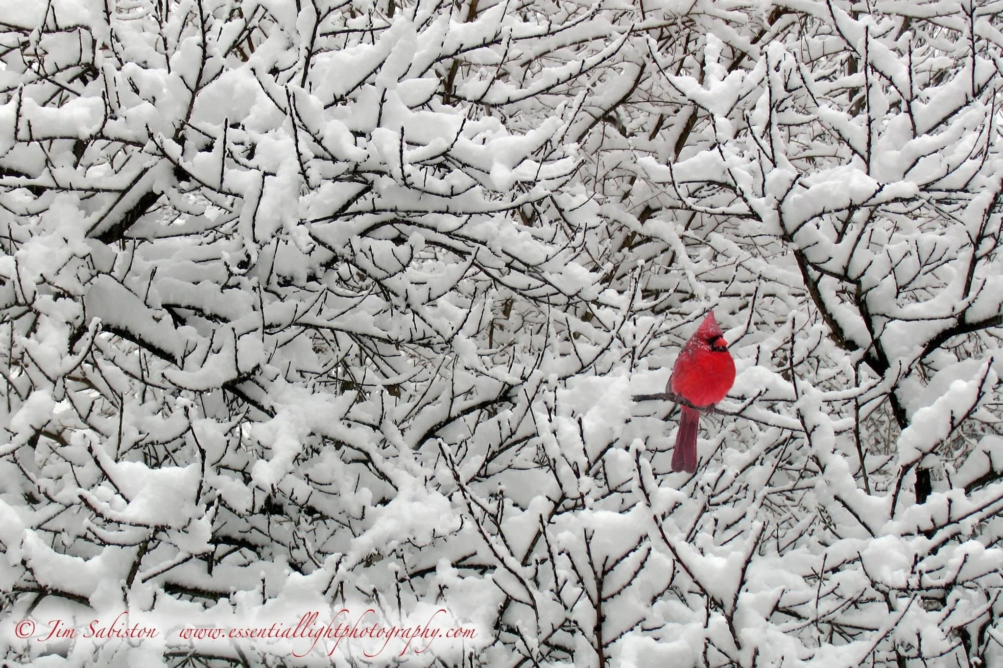 IMG_5061 - Jim Sabiston.jpeg