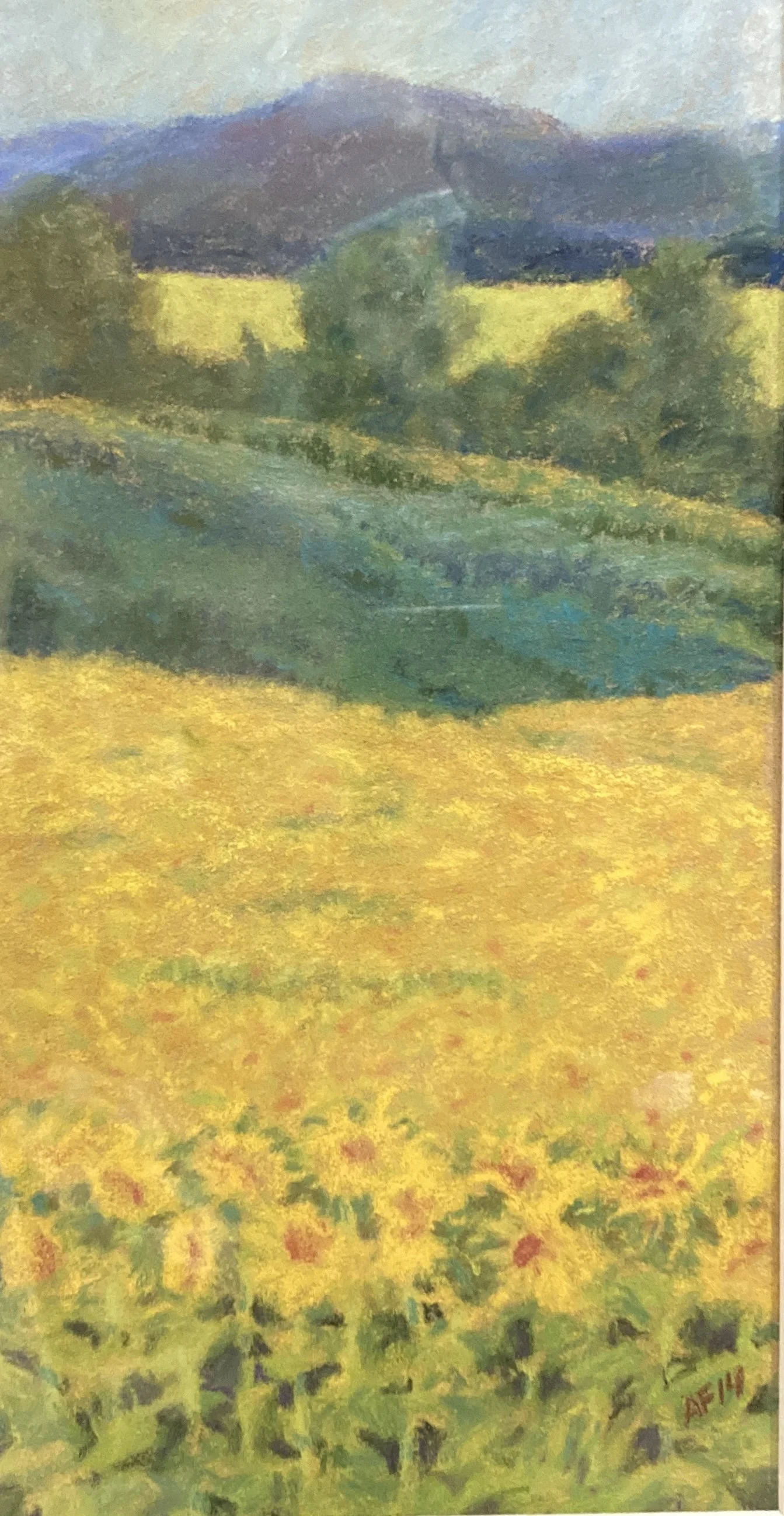 AHF850 Sunflowers, Mt.Parnell - Anne F. (1).jpg