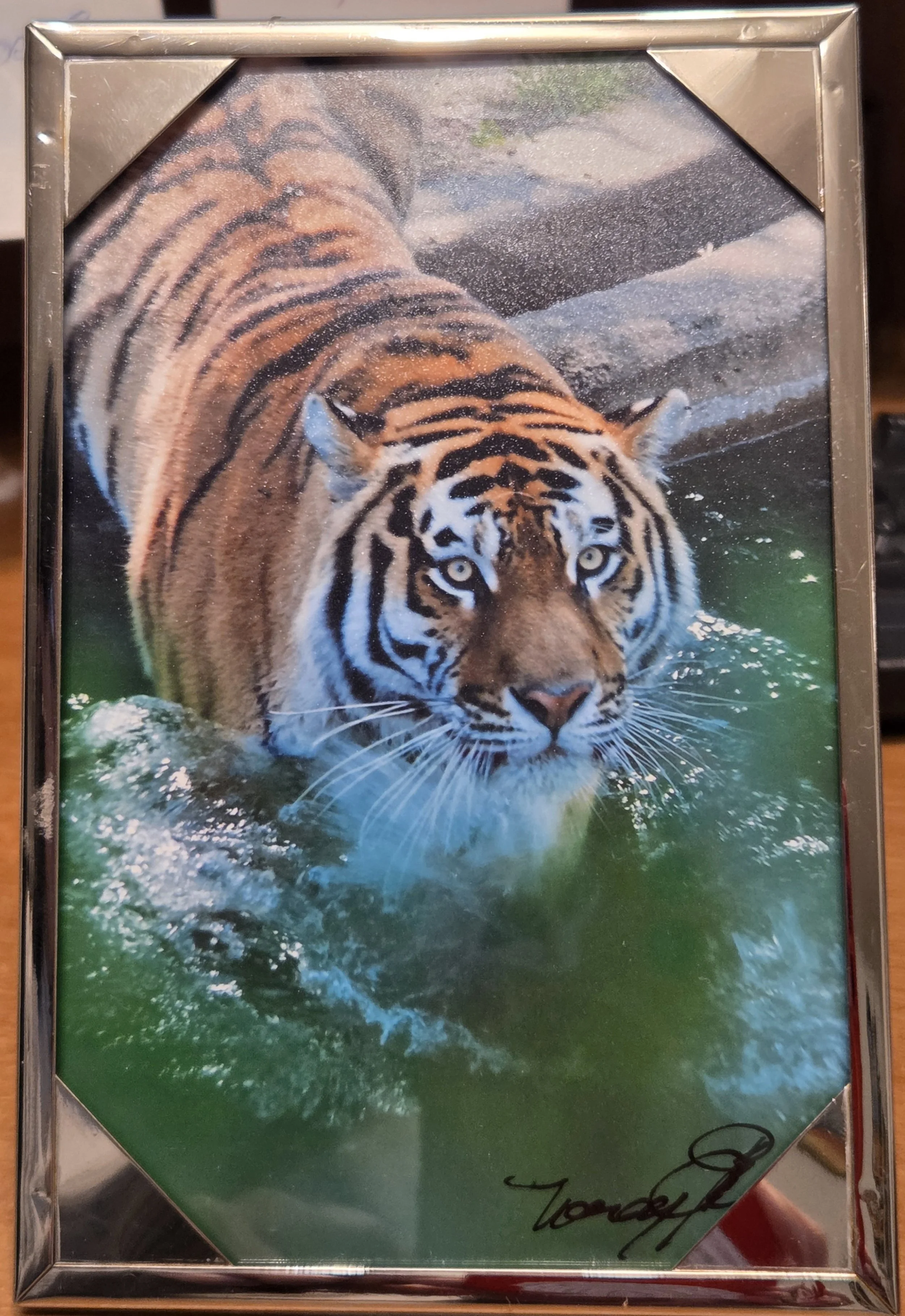 Dipping Tiger - Nancy Reyes.jpg