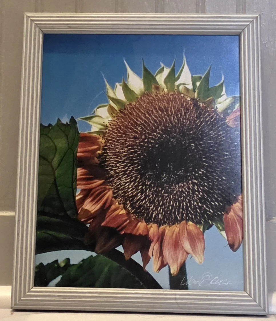 Sunflower Crowned 2 - Nancy Reyes.jpg