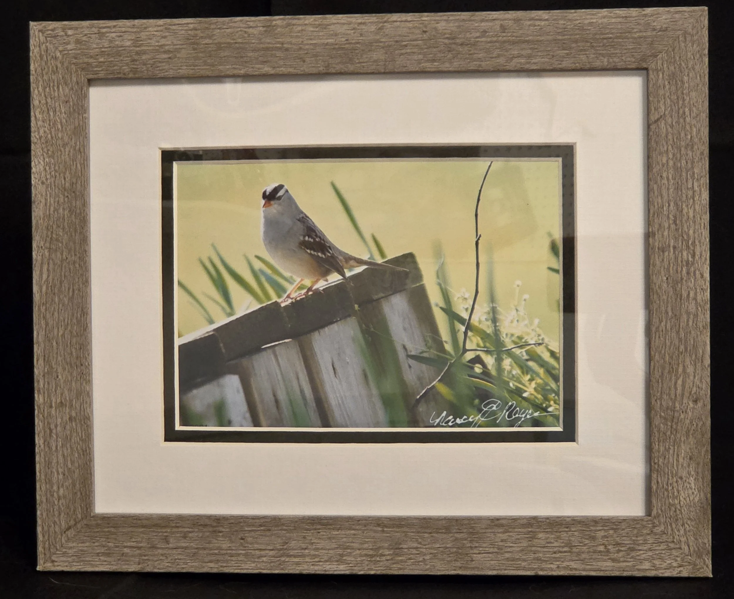 Nancy Reyes Board Bird	photograph	$30