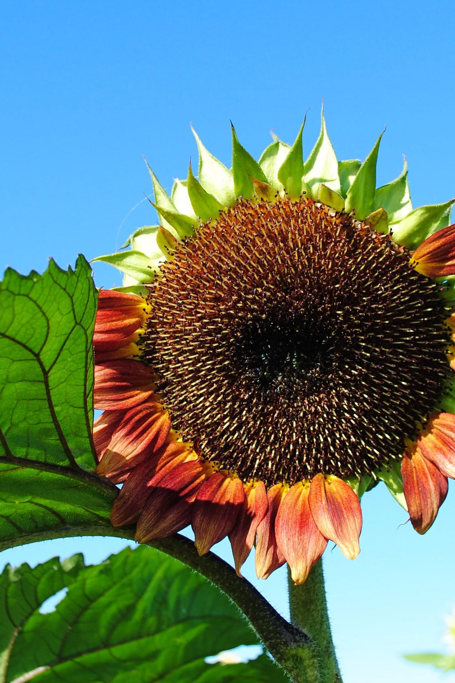 Nancy Reyes - Sunflower Crowned - photography - $60