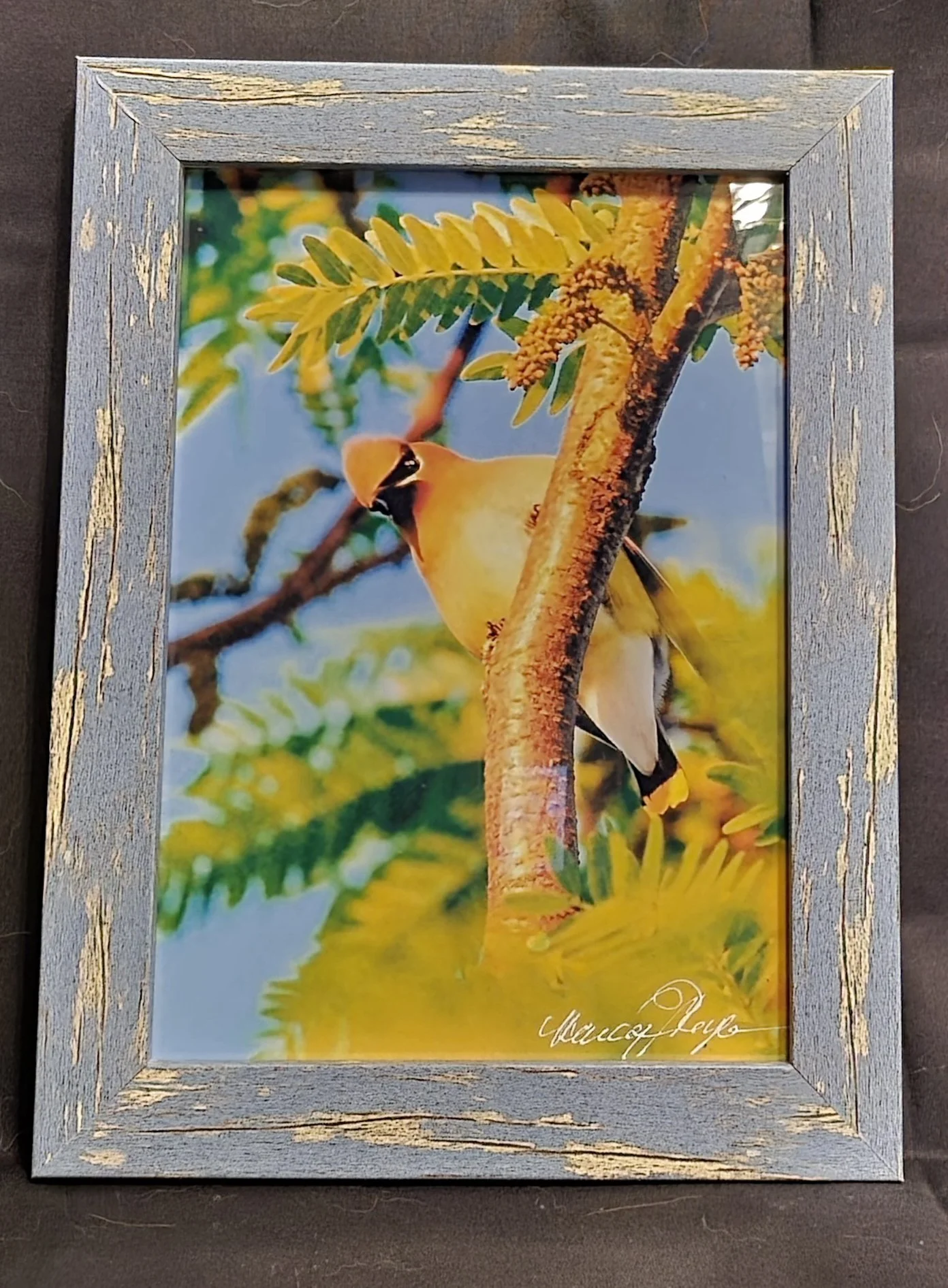 Black Mask Bird - Nancy Reyes.jpg