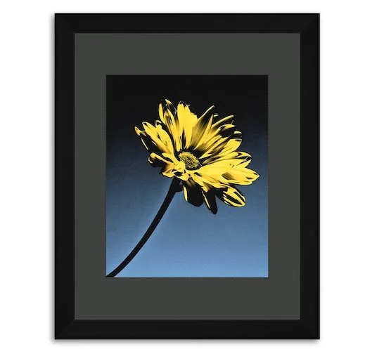 Now, Only Darkness - Photography and Digital art by The Farmer's Daughter's Flowers - $225